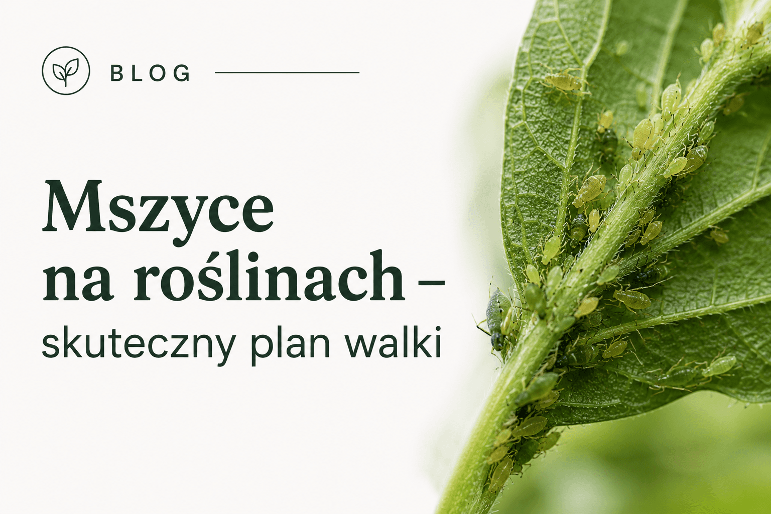 Mszyce na roślinach – skuteczne domowe sposoby — Verdora blog ogrodniczy