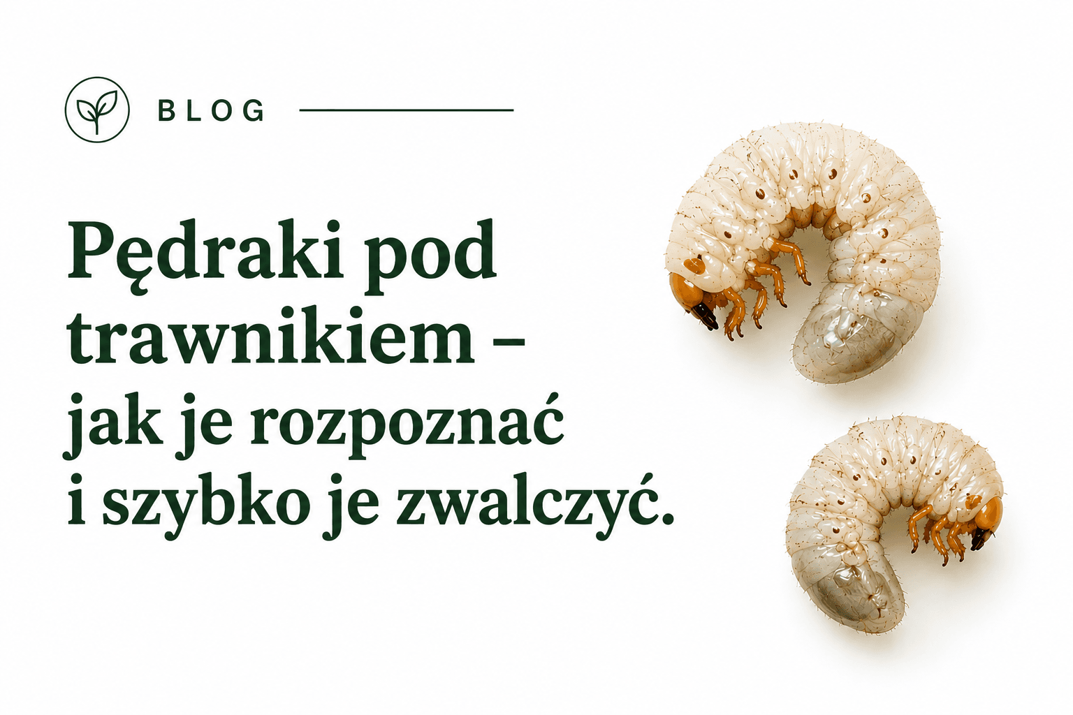Pędraki pod trawnikiem – jak je rozpoznać i szybko je zwalczyć — Verdora blog ogrodniczy