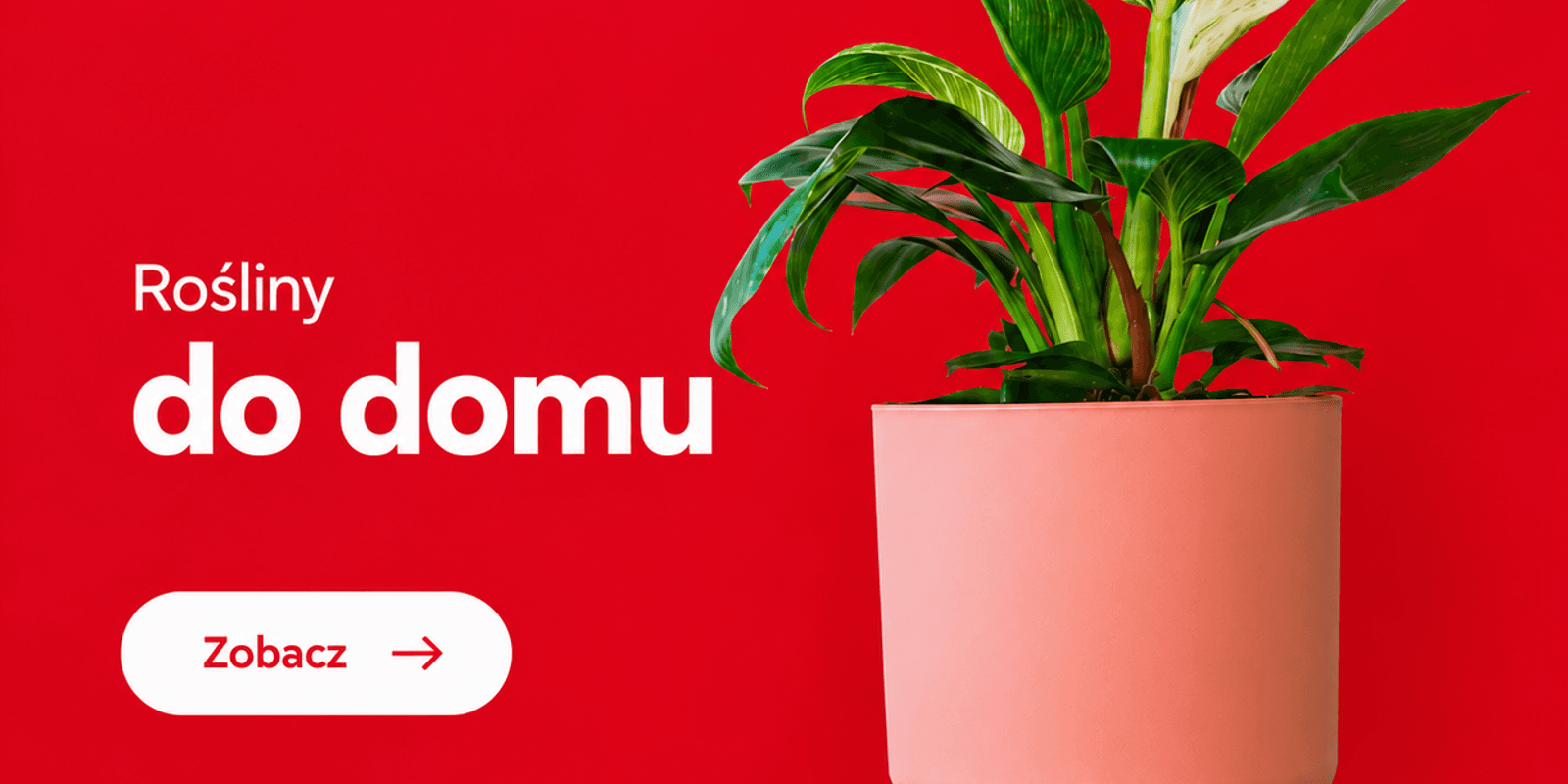 Rośliny do domu — zobacz rośliny doniczkowe