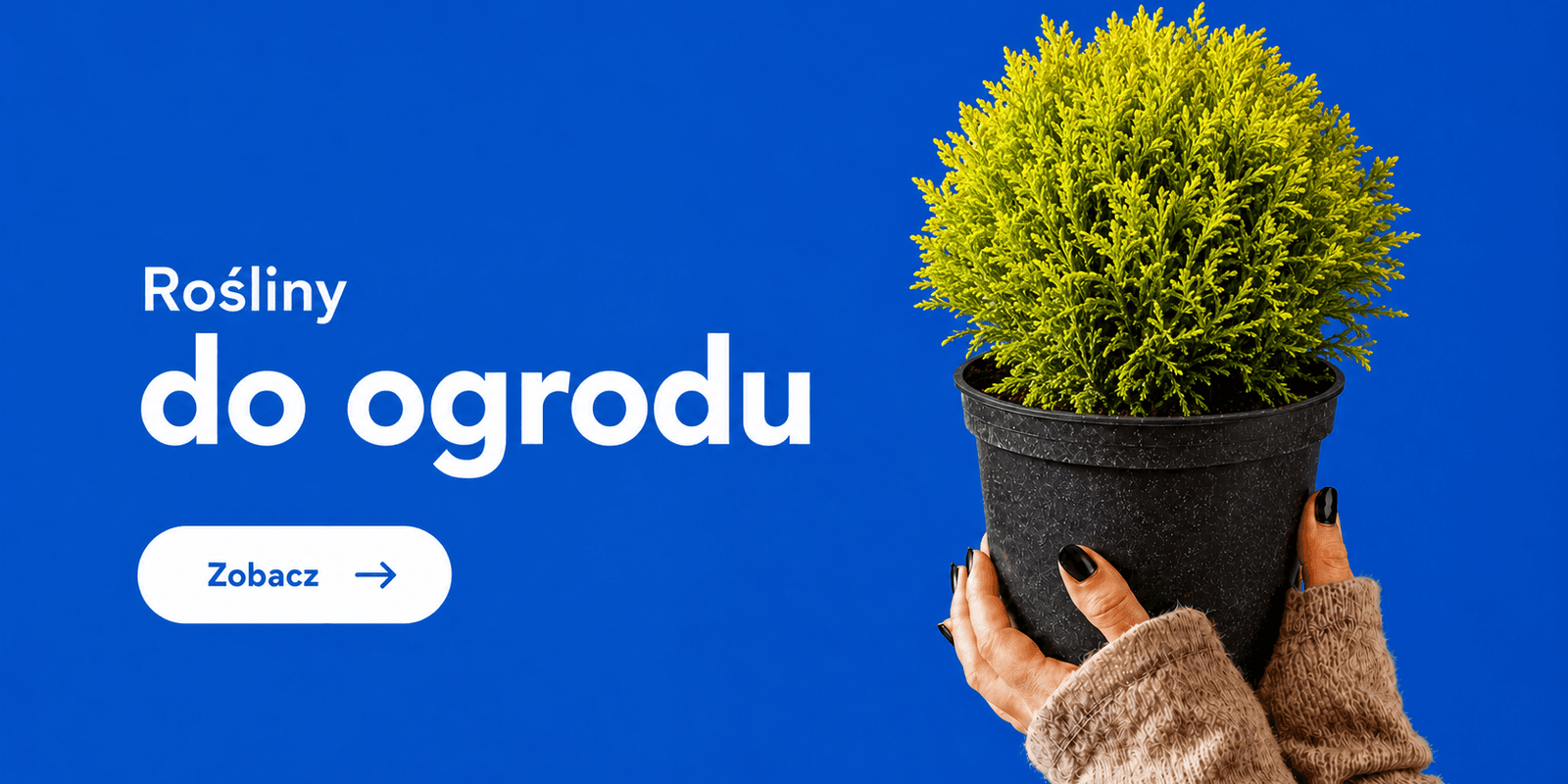 Rośliny do ogrodu — zobacz rośliny ogrodowe