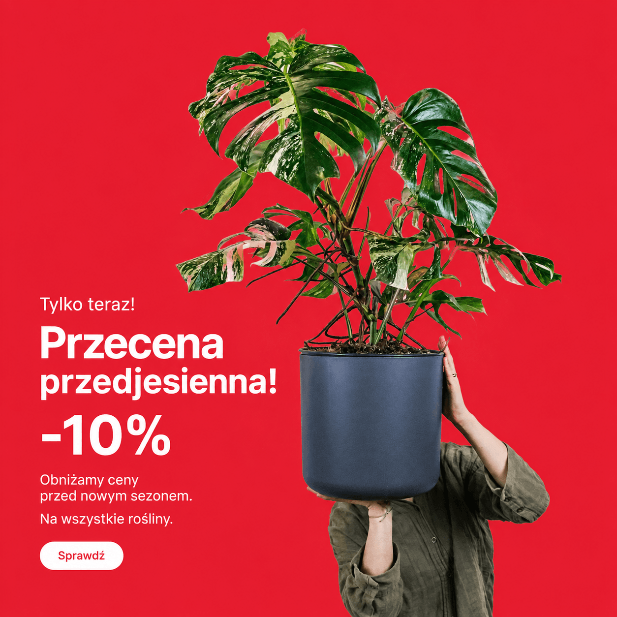 Przecena przedjesienna −10% na wszystkie rośliny