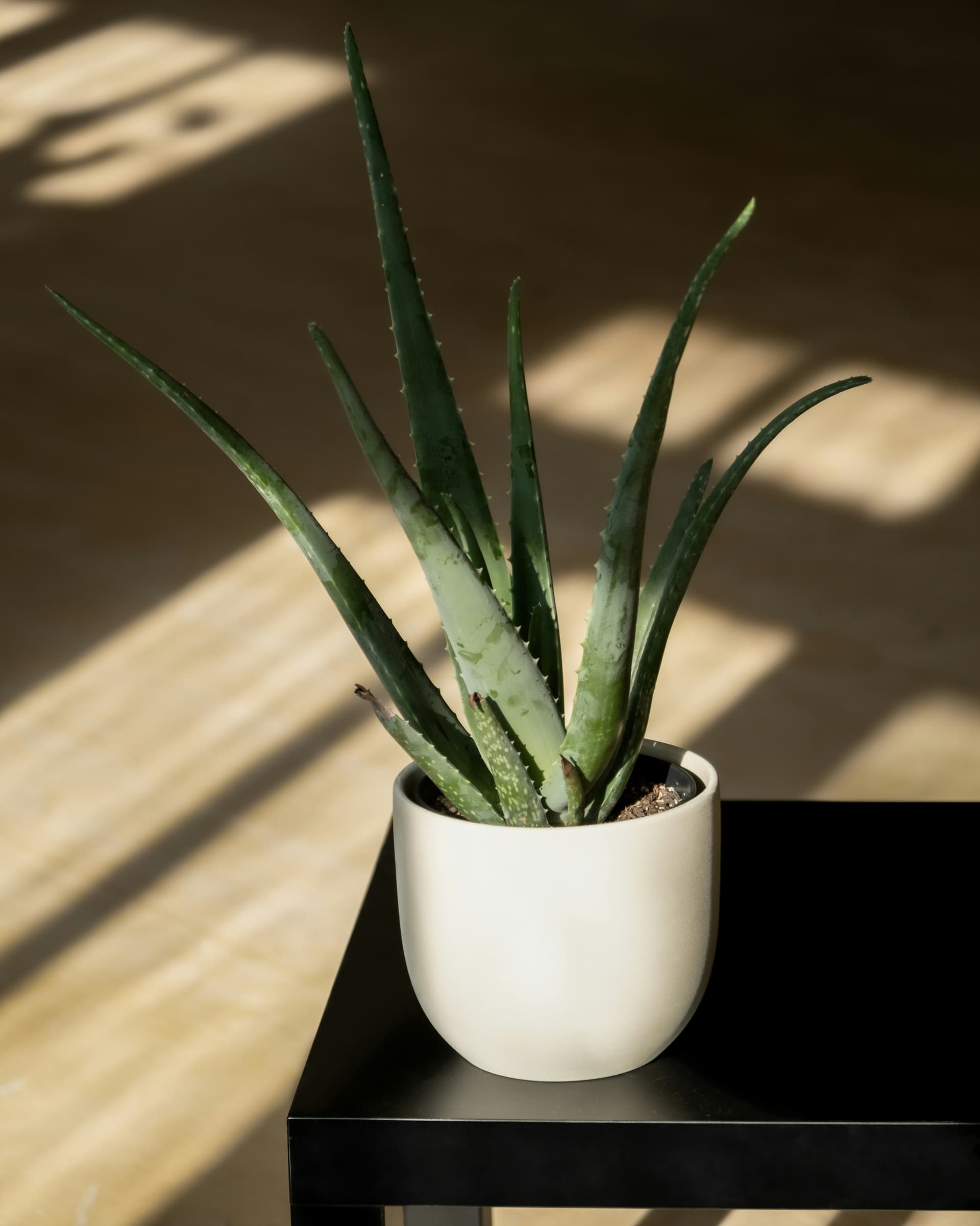 Aloes zwyczajny (Aloe Vera) — Sukulenty i Kaktusy najwyższej jakości od Verdory, zdjęcie 1