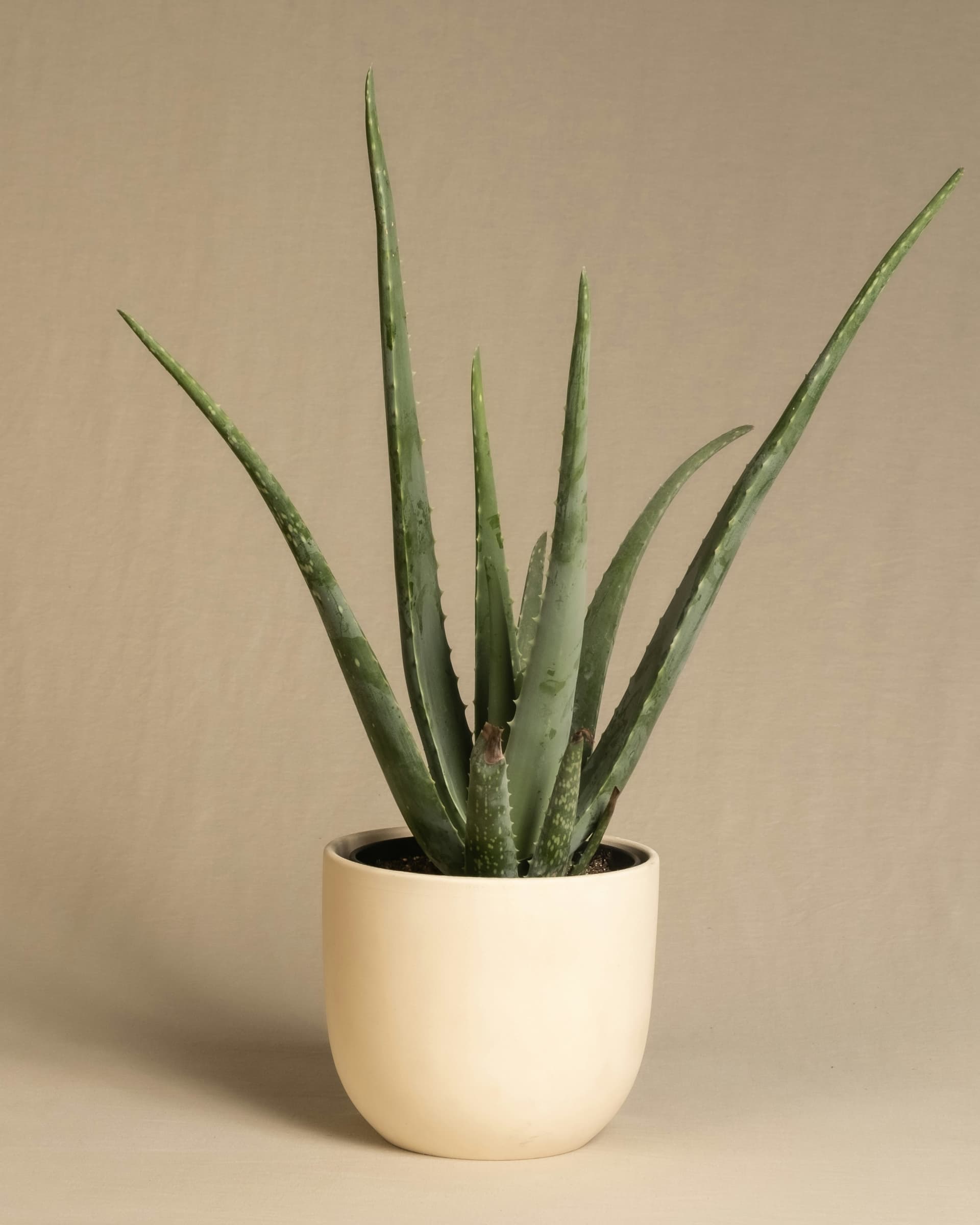 Aloes zwyczajny (Sukulenty i Kaktusy) — sklep Verdora