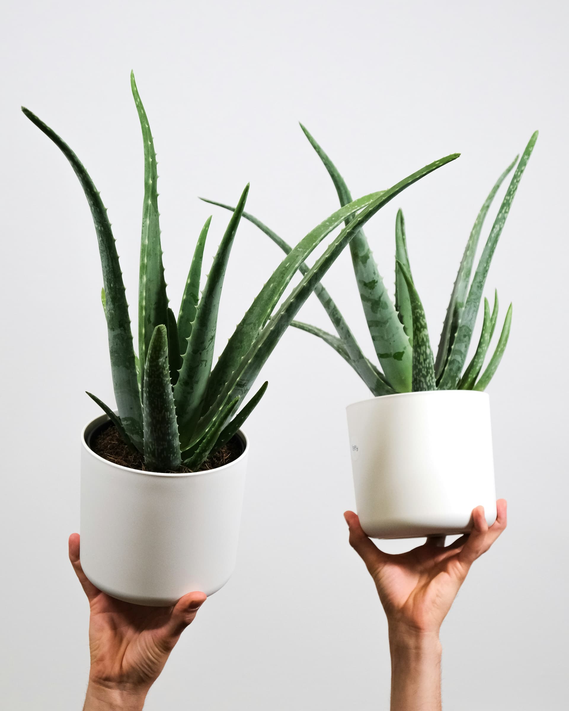 Aloes zwyczajny (Aloe Vera) — Sukulenty i Kaktusy najwyższej jakości od Verdory, zdjęcie 2