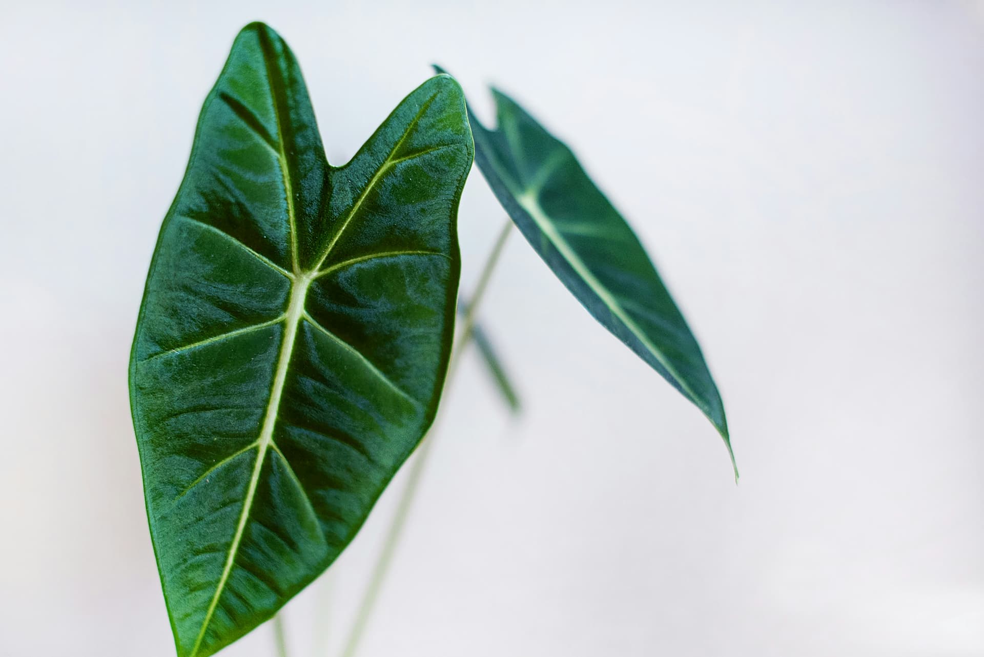 Alokazja zebrina (Alocasia zebrina) — Rośliny zielone najwyższej jakości od Verdory, zdjęcie 3