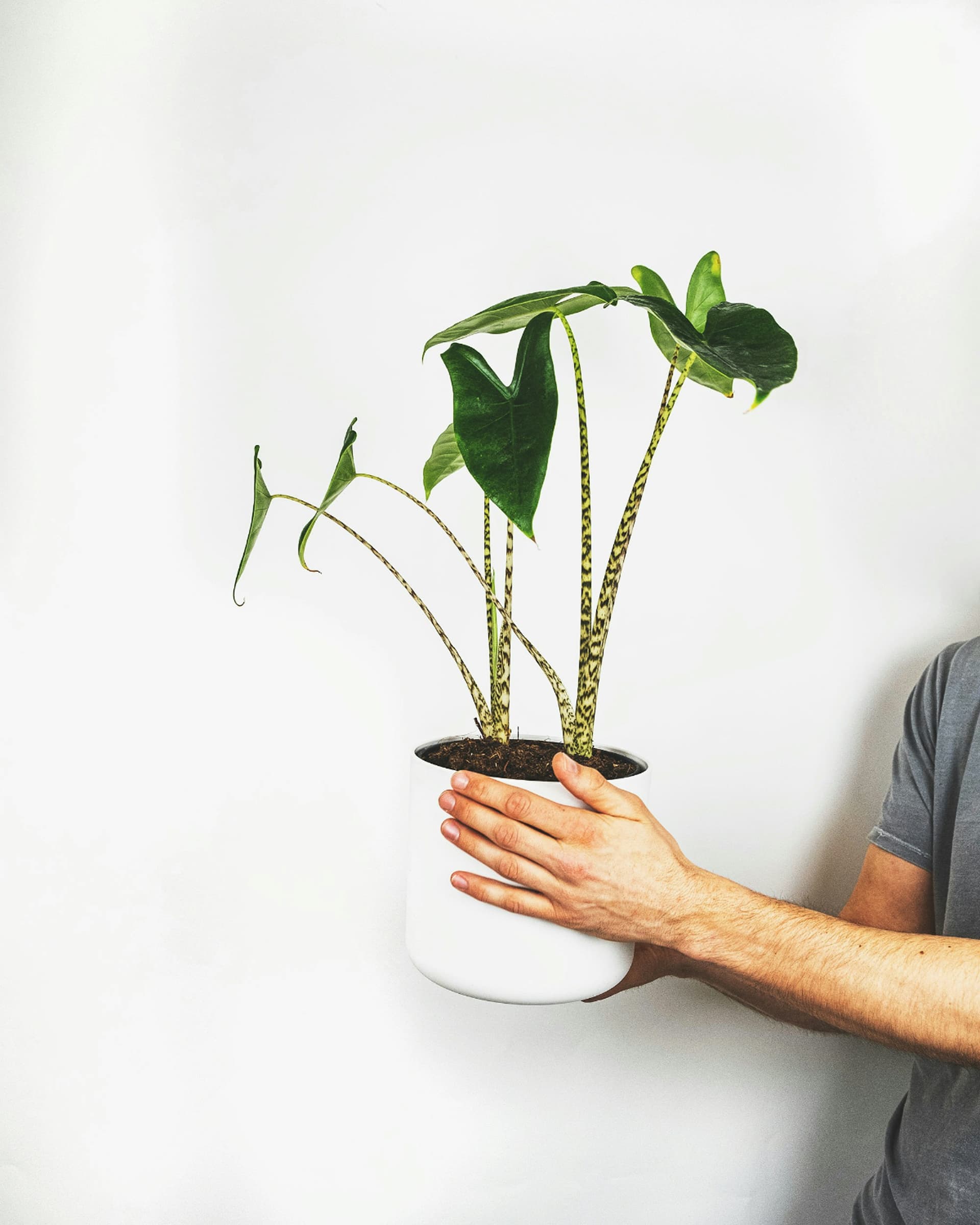 Alokazja zebrina (Alocasia zebrina) — Rośliny zielone najwyższej jakości od Verdory, zdjęcie 2