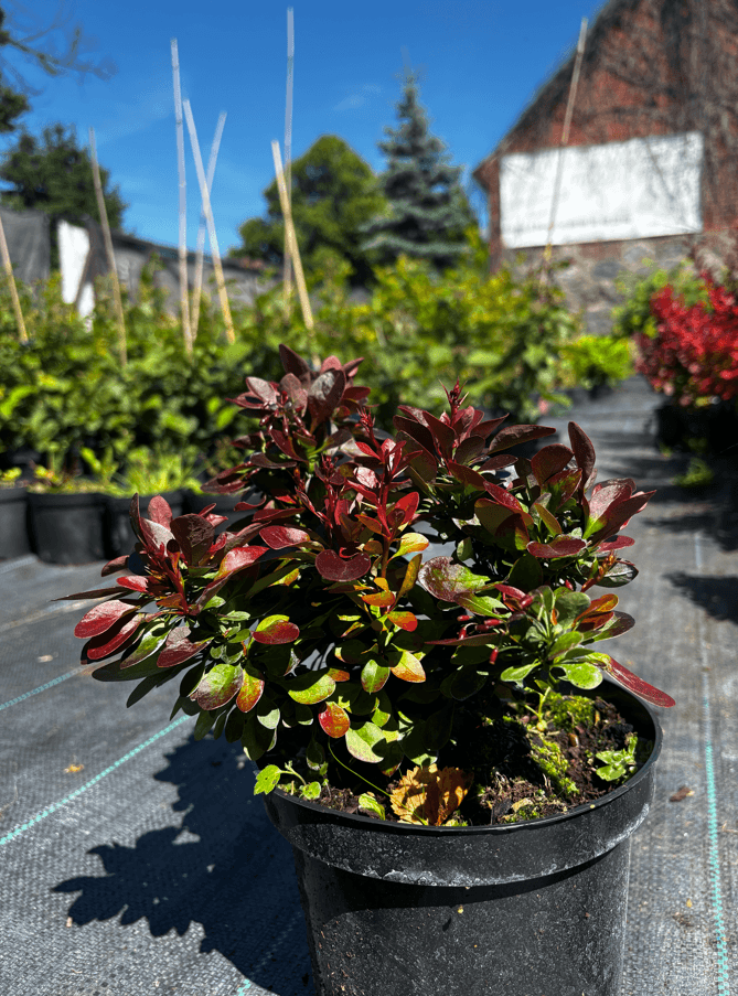 Berberys Thunberga 'Bagatelle' (Berberis thunbergii 'Bagatelle') — Berberysy najwyższej jakości od Verdory, zdjęcie 1