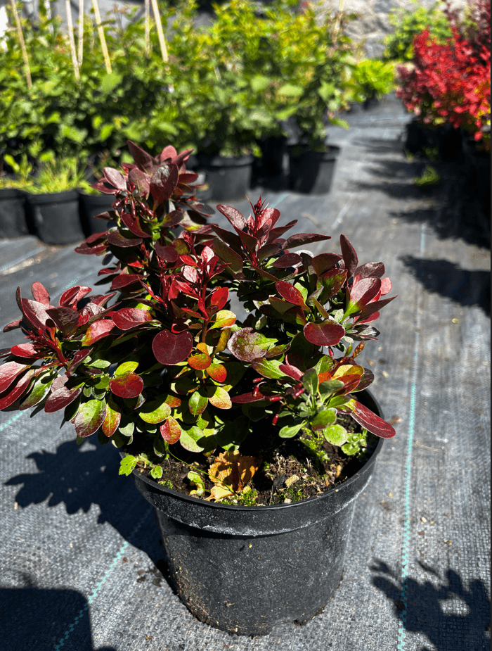 Berberys Thunberga 'Bagatelle' (Berberis thunbergii 'Bagatelle') — Berberysy najwyższej jakości od Verdory, zdjęcie 2