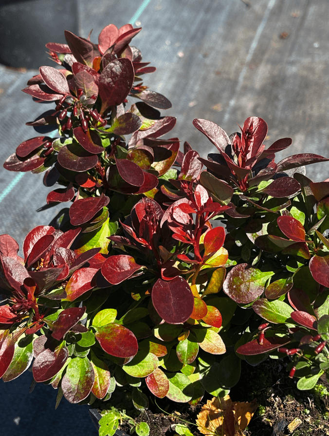 Berberys Thunberga 'Bagatelle' (Berberis thunbergii 'Bagatelle') — Berberysy najwyższej jakości od Verdory, zdjęcie 3