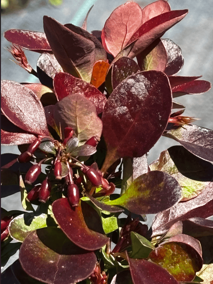 Berberys Thunberga 'Bagatelle' (Berberis thunbergii 'Bagatelle') — Berberysy najwyższej jakości od Verdory, zdjęcie 5