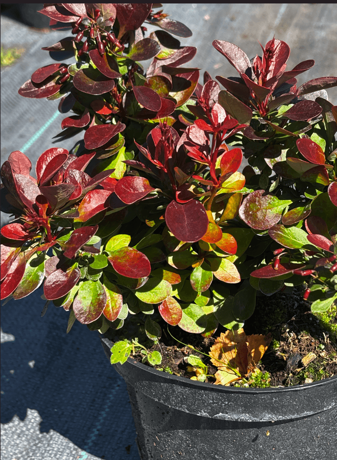 Berberys Thunberga 'Bagatelle' (Berberis thunbergii 'Bagatelle') — Berberysy najwyższej jakości od Verdory, zdjęcie 4