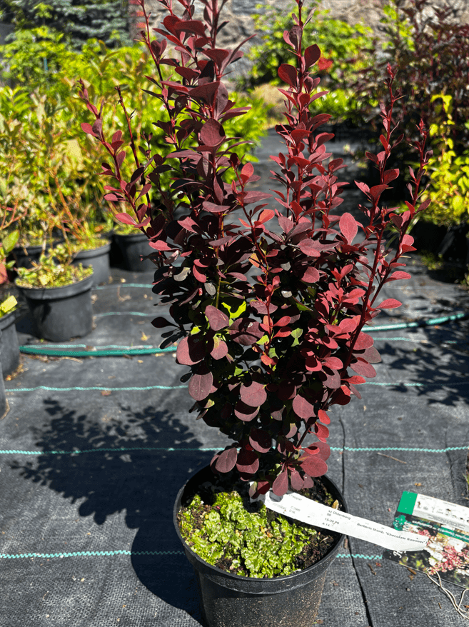 Berberys Thunberga 'Chocolate Summer' (Berberis thunbergii 'Chocolate Summer' (syn. 'Summer Chocolate', PBR)) — Berberysy najwyższej jakości od Verdory, zdjęcie 1