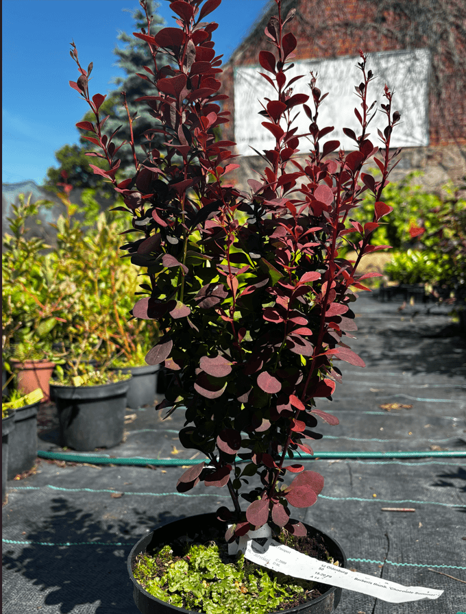Berberys Thunberga 'Chocolate Summer' (Berberis thunbergii 'Chocolate Summer' (syn. 'Summer Chocolate', PBR)) — Berberysy najwyższej jakości od Verdory, zdjęcie 2