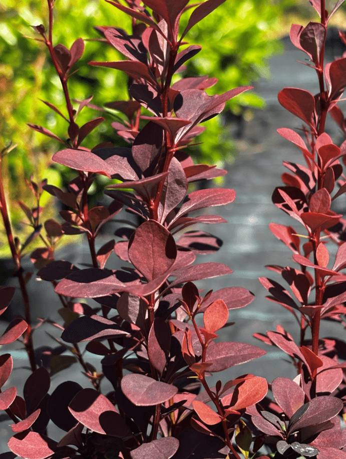 Berberys Thunberga 'Chocolate Summer' (Berberis thunbergii 'Chocolate Summer' (syn. 'Summer Chocolate', PBR)) — Berberysy najwyższej jakości od Verdory, zdjęcie 3