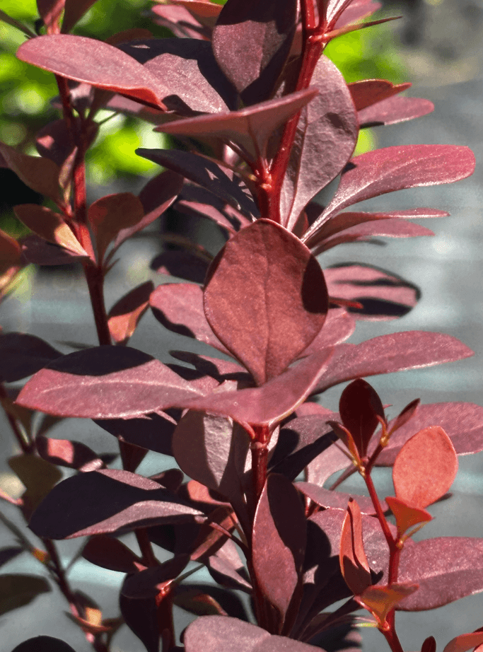 Berberys Thunberga 'Chocolate Summer' (Berberis thunbergii 'Chocolate Summer' (syn. 'Summer Chocolate', PBR)) — Berberysy najwyższej jakości od Verdory, zdjęcie 4