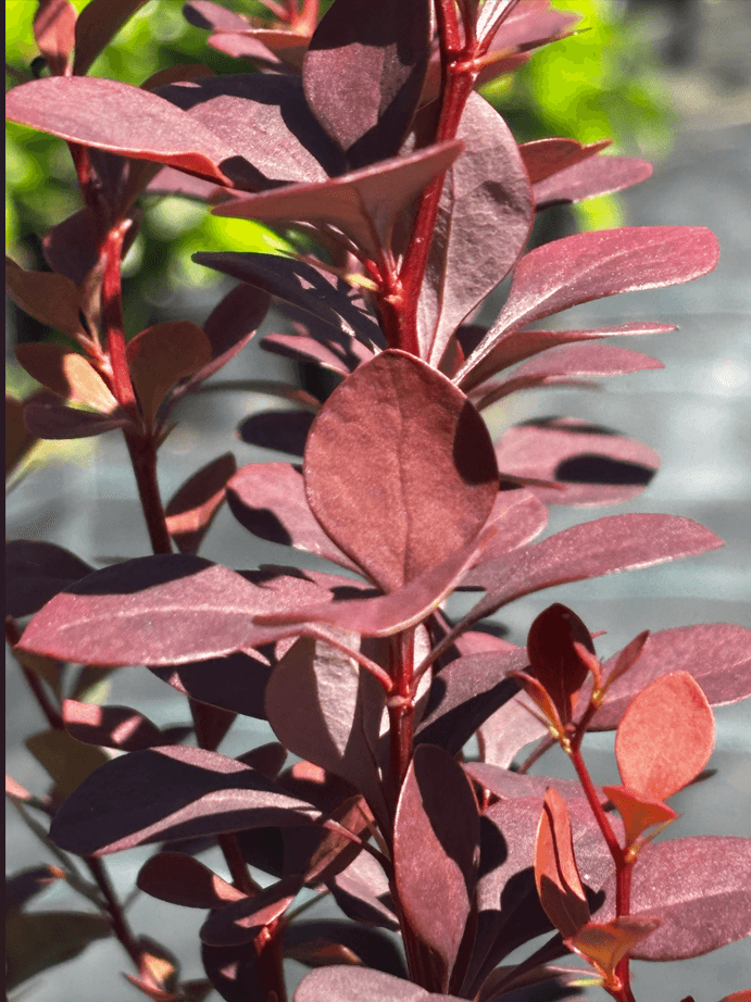 Berberys Thunberga 'Chocolate Summer' (Berberis thunbergii 'Chocolate Summer' (syn. 'Summer Chocolate', PBR)) — Berberysy najwyższej jakości od Verdory, zdjęcie 5