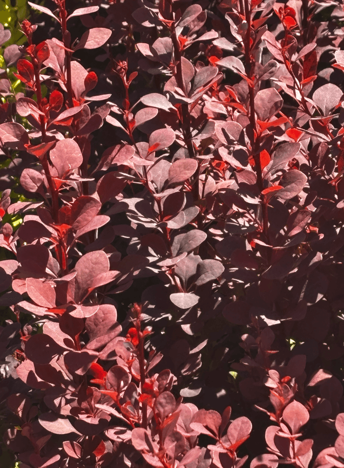 Berberys Thunberga 'Chocolate Summer' (Berberis thunbergii 'Chocolate Summer' (syn. 'Summer Chocolate', PBR)) — Berberysy najwyższej jakości od Verdory, zdjęcie 6