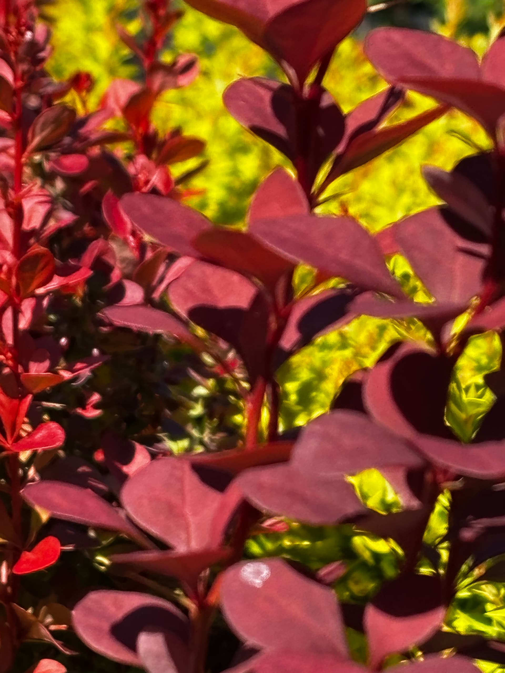 Berberys Thunberga 'Chocolate Summer' (Berberis thunbergii 'Chocolate Summer' (syn. 'Summer Chocolate', PBR)) — Berberysy najwyższej jakości od Verdory, zdjęcie 7