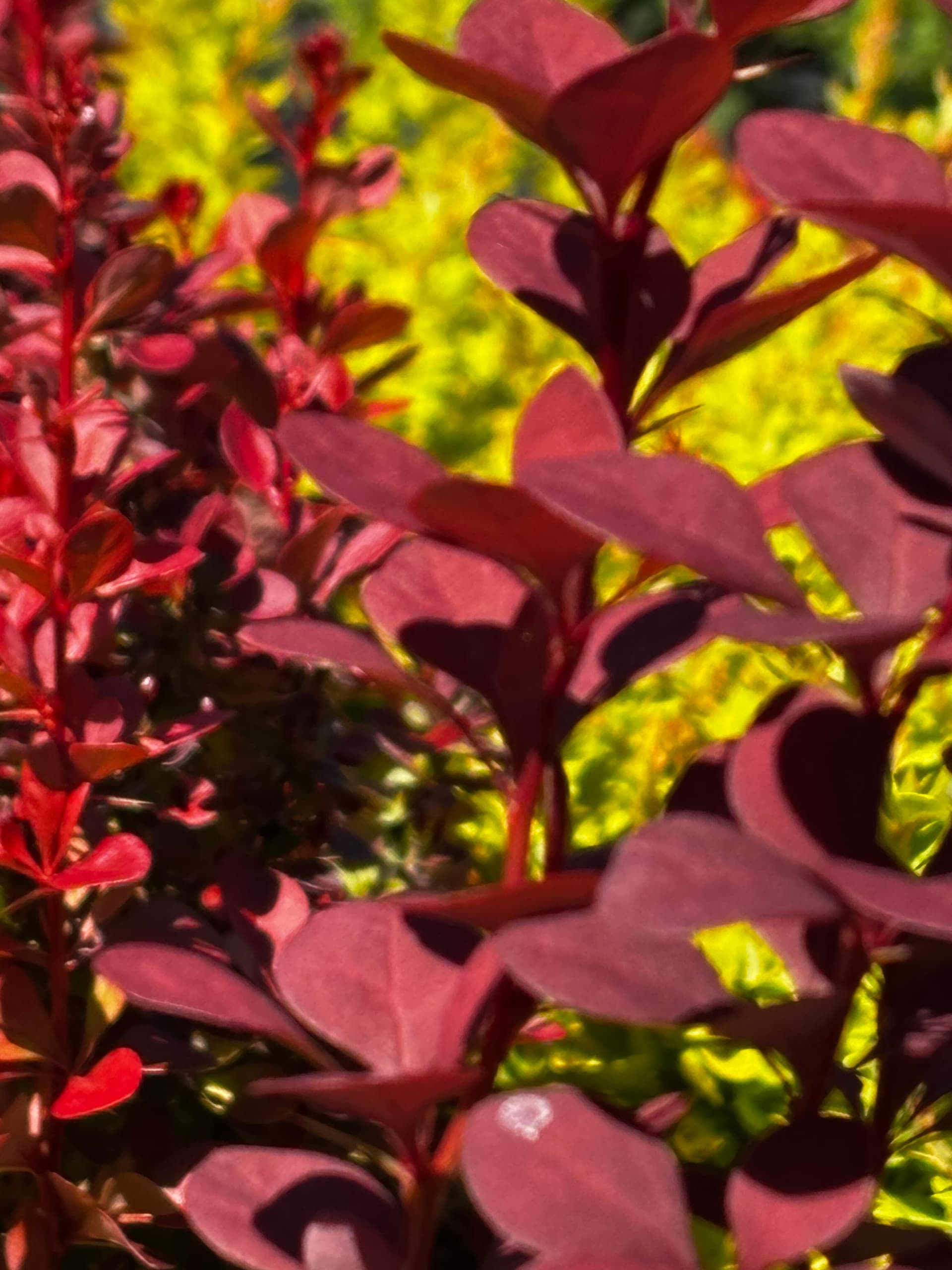 Berberys Thunberga 'Chocolate Summer' (Berberis thunbergii 'Chocolate Summer' (syn. 'Summer Chocolate', PBR)) — Berberysy najwyższej jakości od Verdory, zdjęcie 8