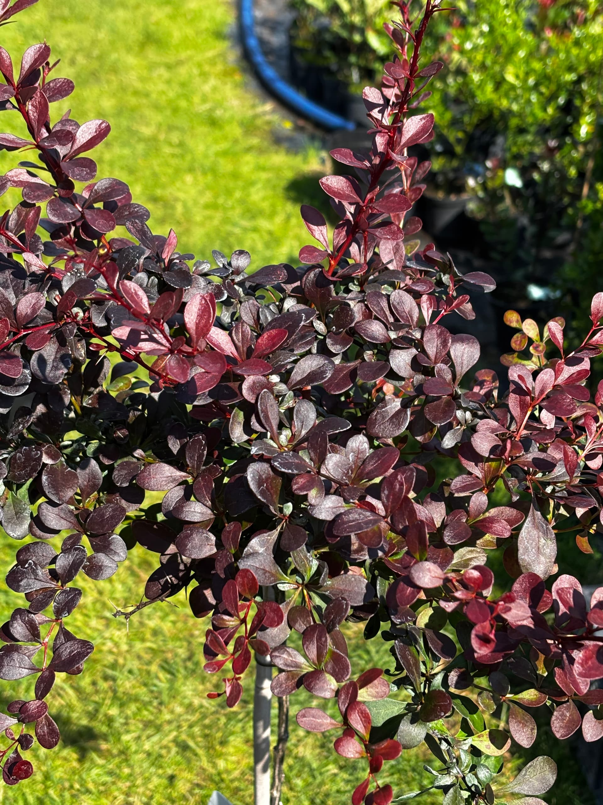 Berberys Thunberga 'Dart's Red Lady' na pniu (Berberis thunbergii 'Dart's Red Lady' (forma na pniu)) — Berberysy najwyższej jakości od Verdory, zdjęcie 2