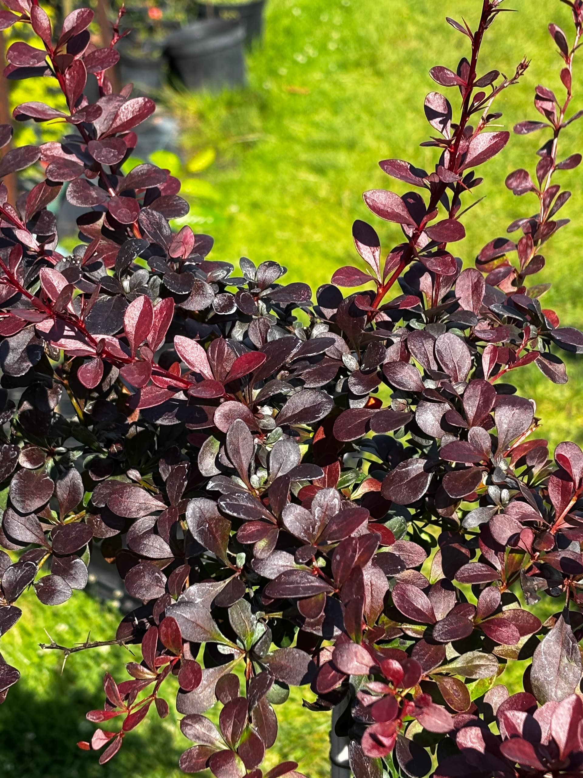 Berberys Thunberga 'Dart's Red Lady' na pniu (Berberis thunbergii 'Dart's Red Lady' (forma na pniu)) — Berberysy najwyższej jakości od Verdory, zdjęcie 3