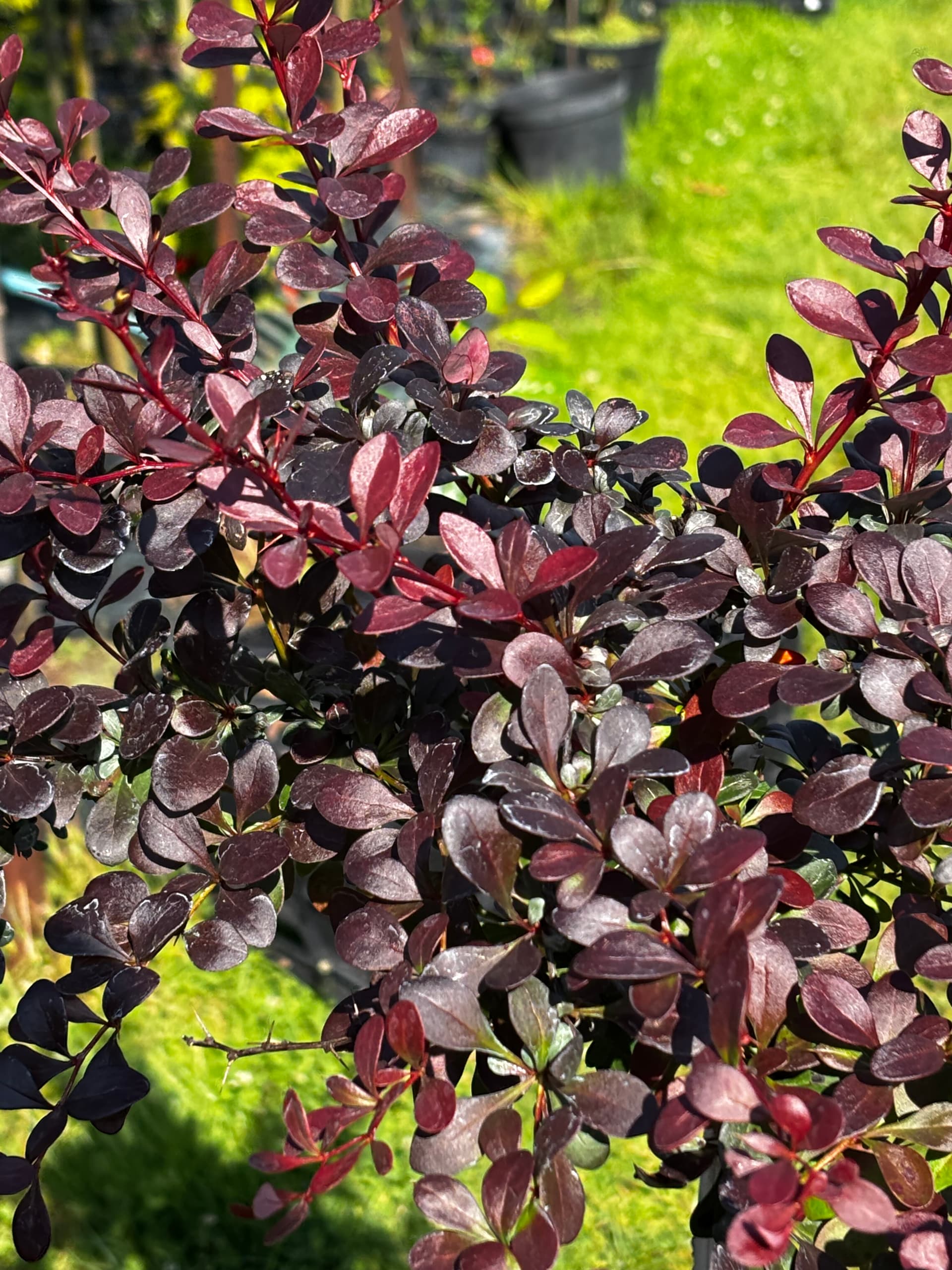 Berberys Thunberga 'Dart's Red Lady' na pniu (Berberis thunbergii 'Dart's Red Lady' (forma na pniu)) — Berberysy najwyższej jakości od Verdory, zdjęcie 4