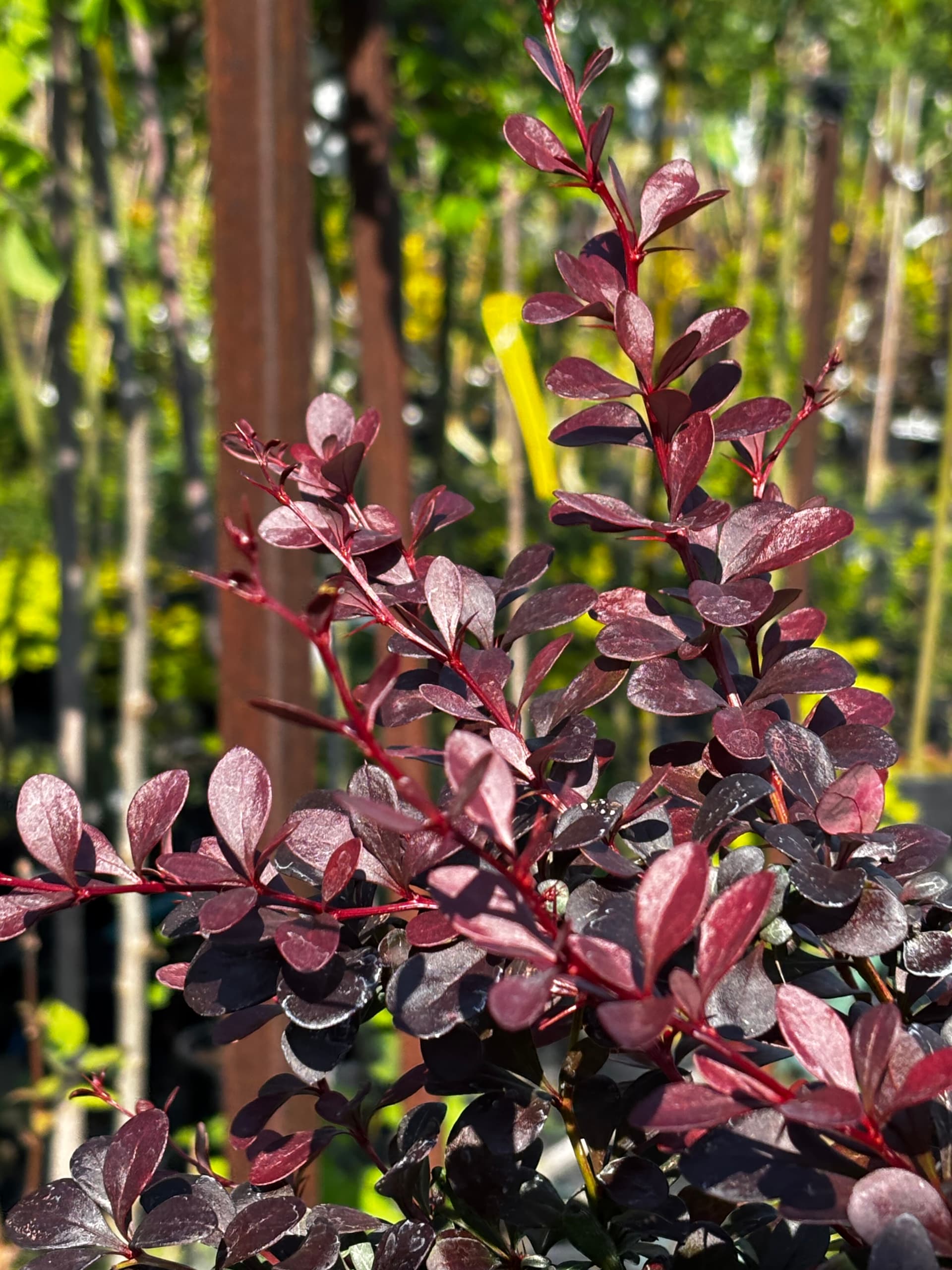 Berberys Thunberga 'Dart's Red Lady' na pniu (Berberis thunbergii 'Dart's Red Lady' (forma na pniu)) — Berberysy najwyższej jakości od Verdory, zdjęcie 5