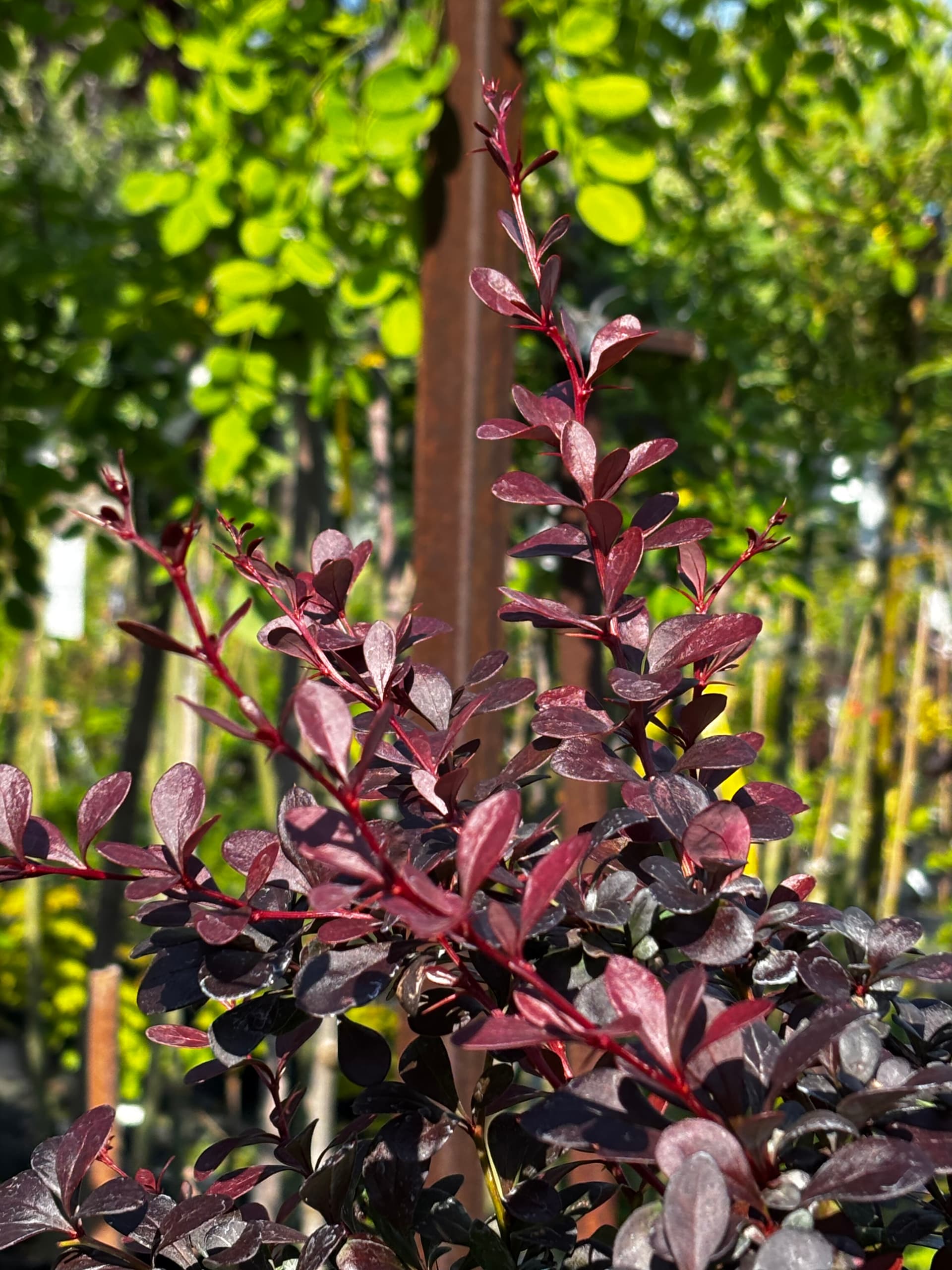 Berberys Thunberga 'Dart's Red Lady' na pniu (Berberis thunbergii 'Dart's Red Lady' (forma na pniu)) — Berberysy najwyższej jakości od Verdory, zdjęcie 6
