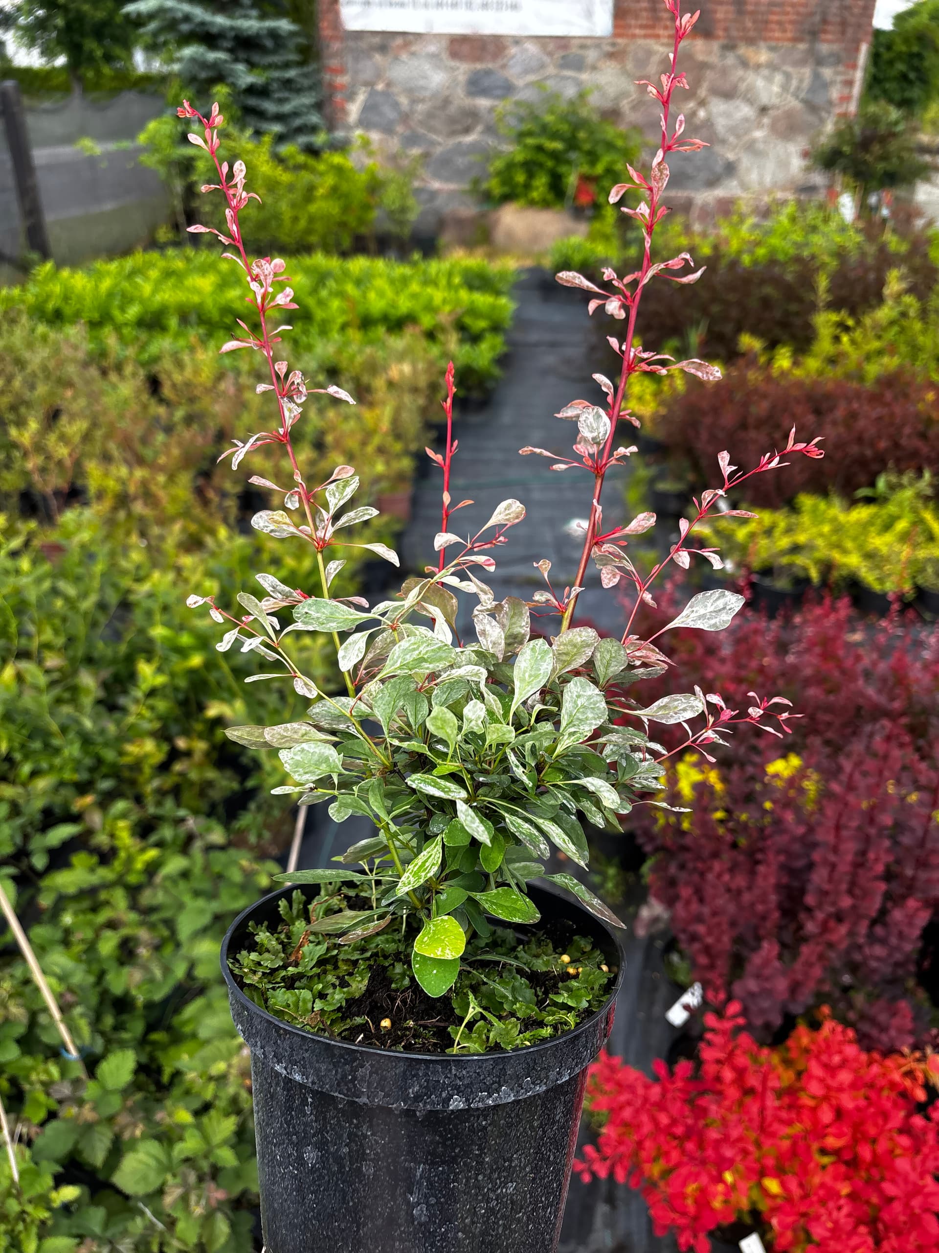 Berberys Thunberga 'Flamingo' (Berberis thunbergii 'Flamingo' (PBR)) — Berberysy najwyższej jakości od Verdory, zdjęcie 1