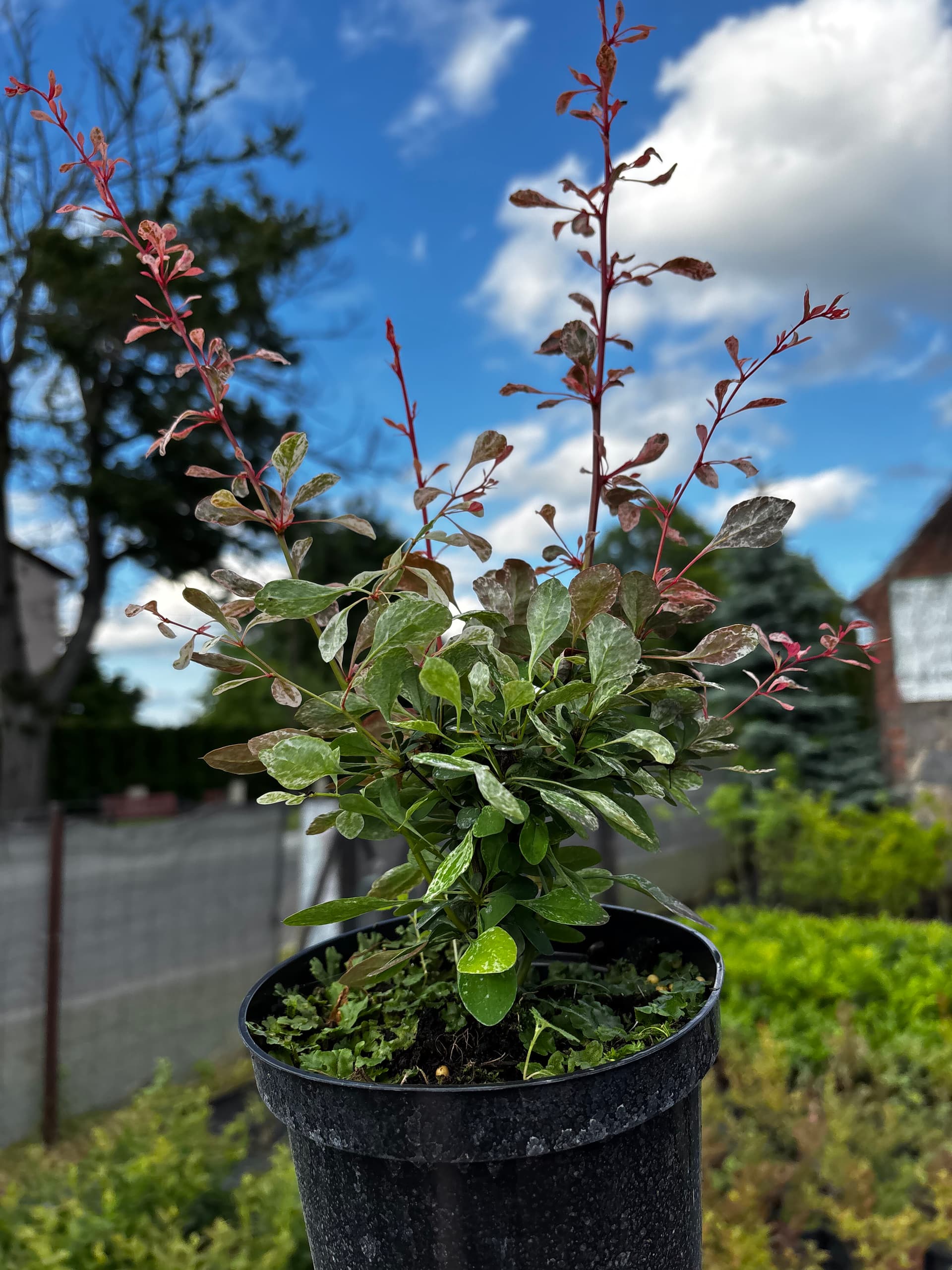 Berberys Thunberga 'Flamingo' (Berberis thunbergii 'Flamingo' (PBR)) — Berberysy najwyższej jakości od Verdory, zdjęcie 2