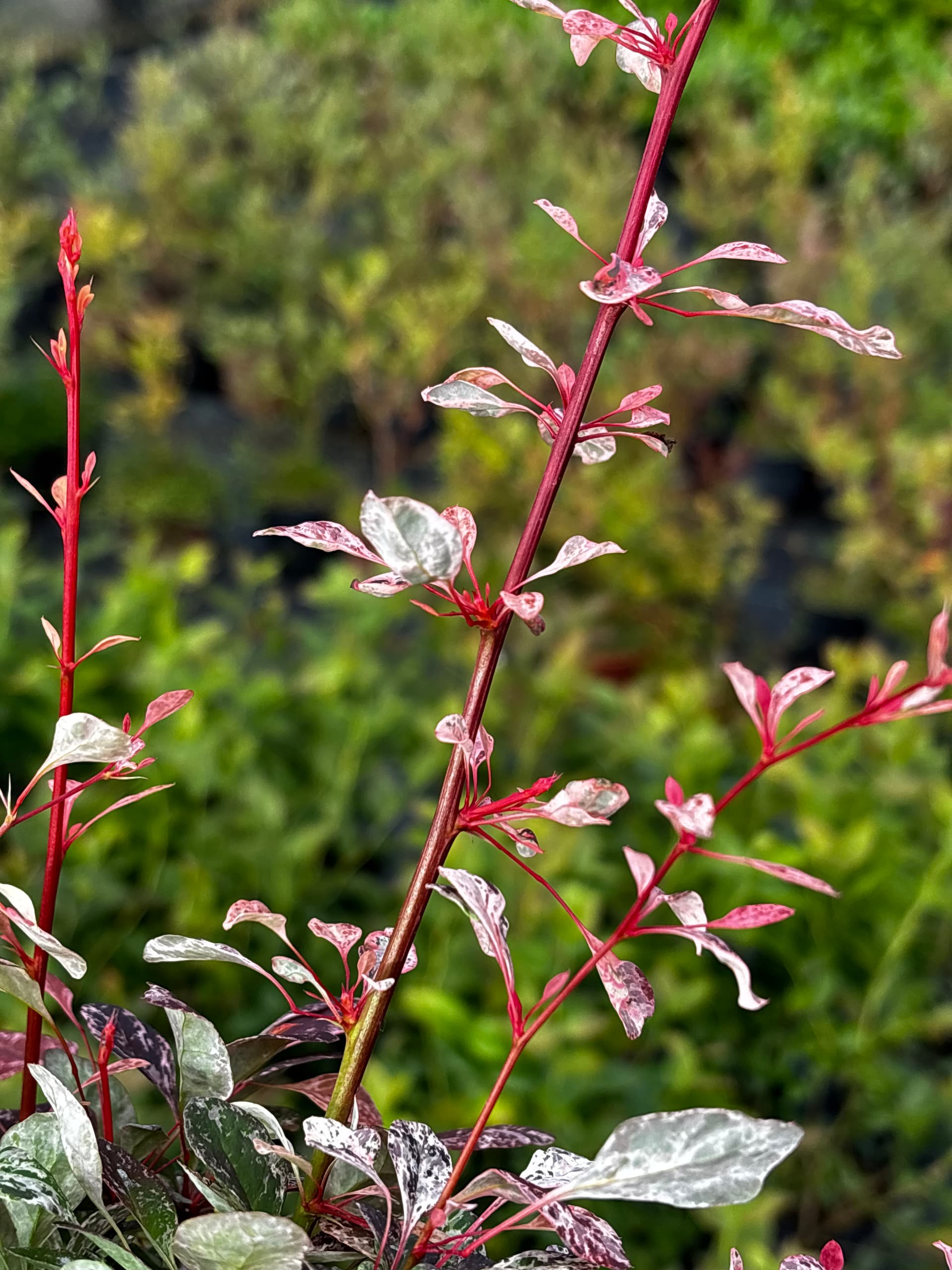 Berberys Thunberga 'Flamingo' (Berberis thunbergii 'Flamingo' (PBR)) — Berberysy najwyższej jakości od Verdory, zdjęcie 3