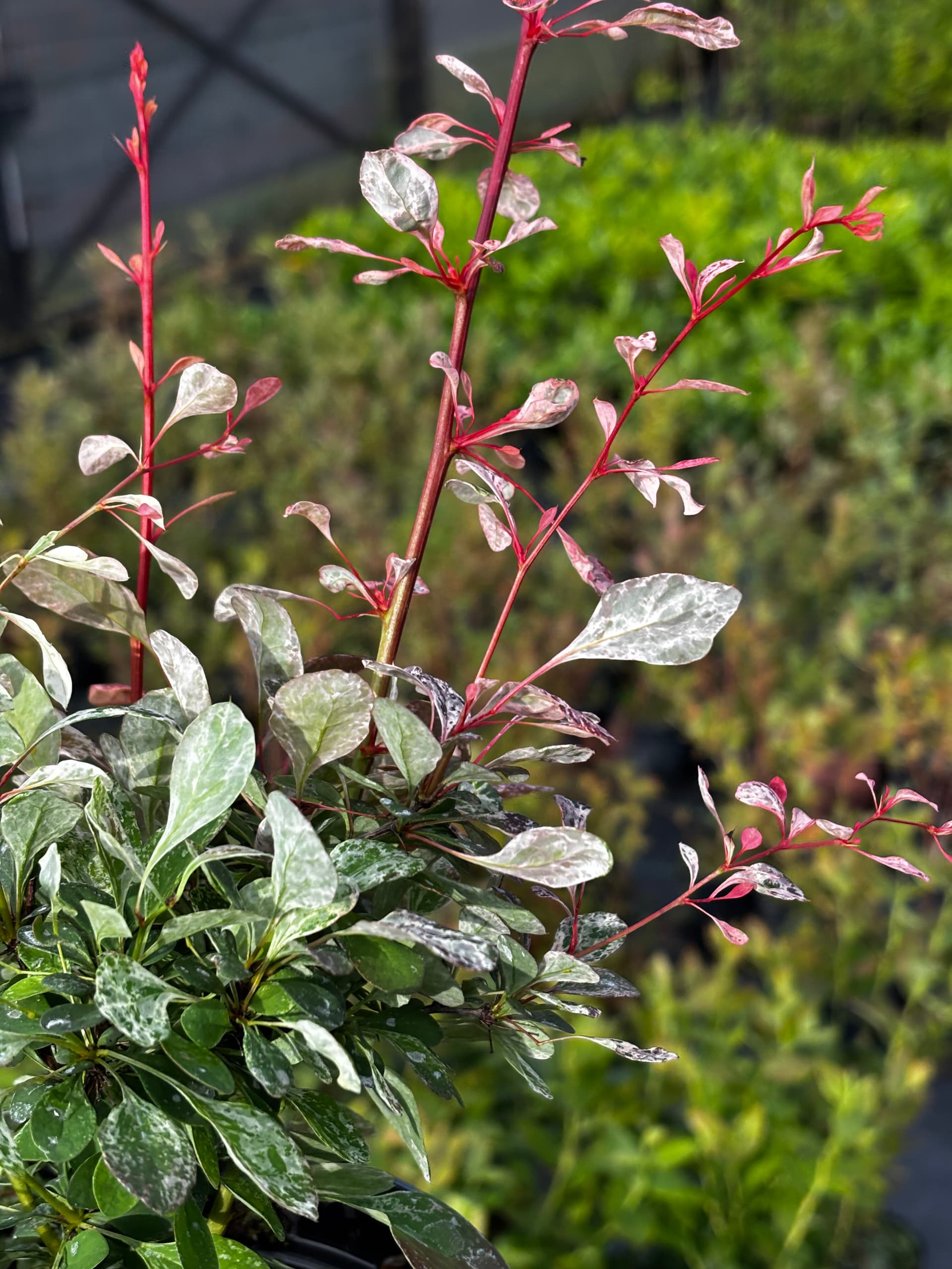 Berberys Thunberga 'Flamingo' (Berberis thunbergii 'Flamingo' (PBR)) — Berberysy najwyższej jakości od Verdory, zdjęcie 4