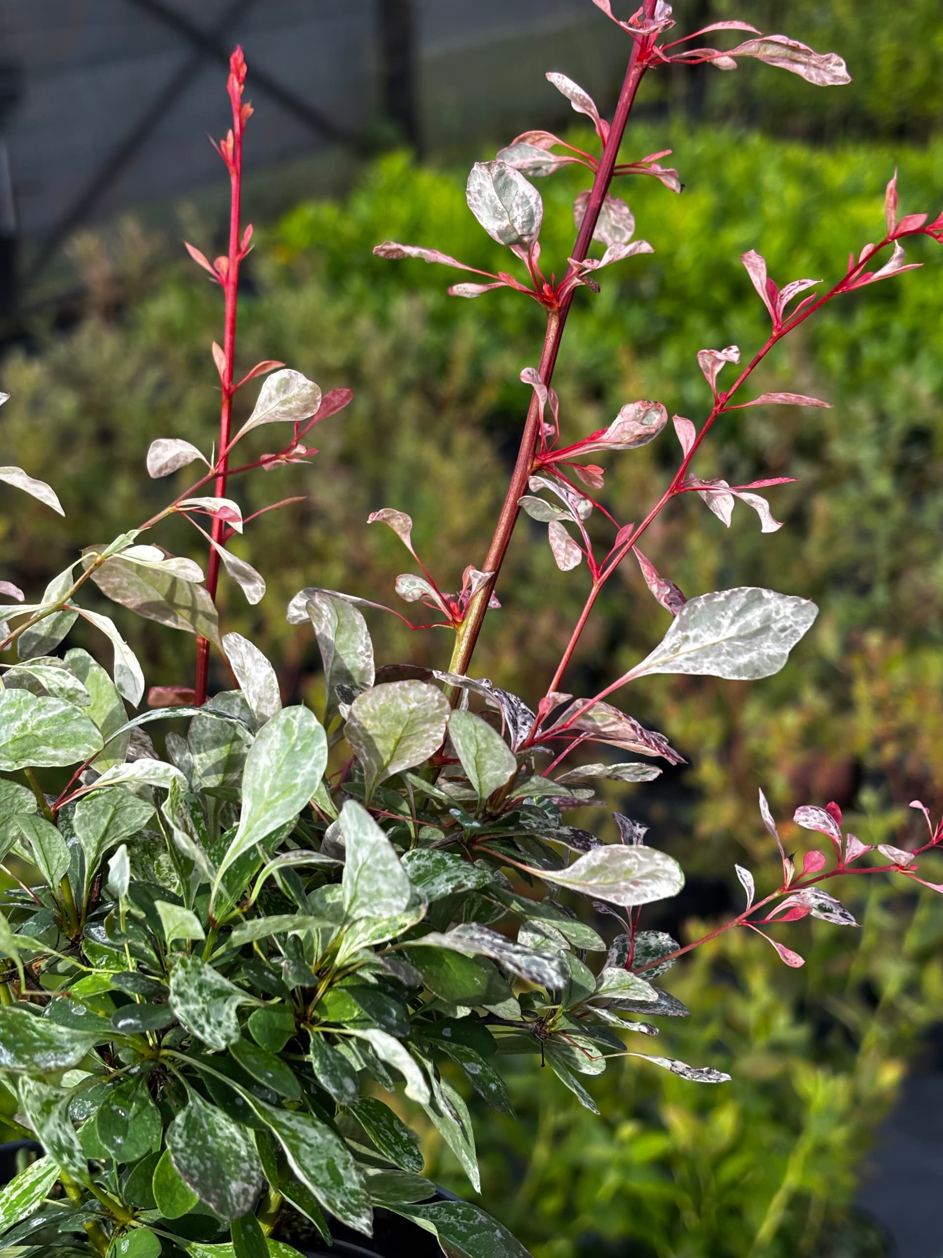 Berberys Thunberga 'Flamingo' (Berberis thunbergii 'Flamingo' (PBR)) — Berberysy najwyższej jakości od Verdory, zdjęcie 5