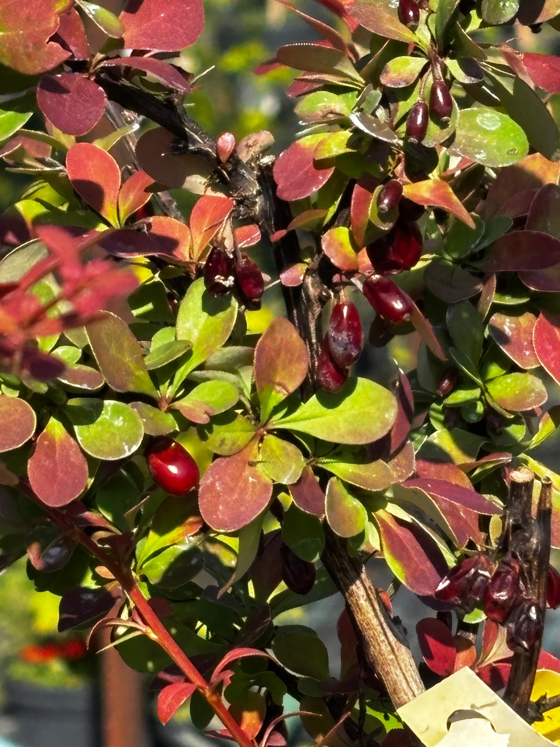 Berberys Thunberga 'Golden Ring' na pniu (Berberis thunbergii 'Golden Ring' (forma na pniu)) — Berberysy najwyższej jakości od Verdory, zdjęcie 1