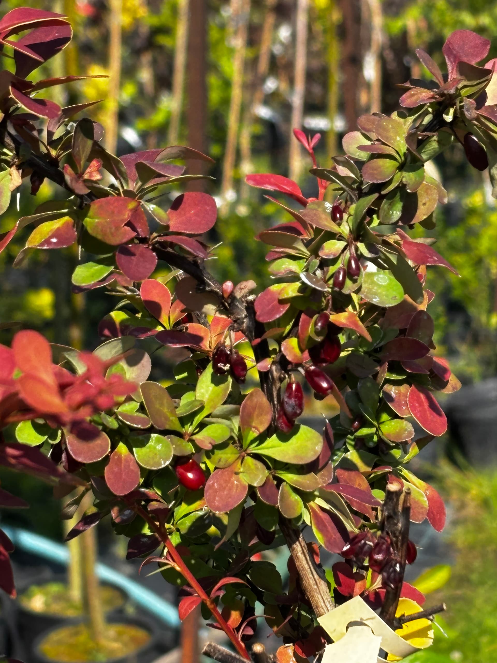 Berberys Thunberga 'Golden Ring' na pniu (Berberis thunbergii 'Golden Ring' (forma na pniu)) — Berberysy najwyższej jakości od Verdory, zdjęcie 2