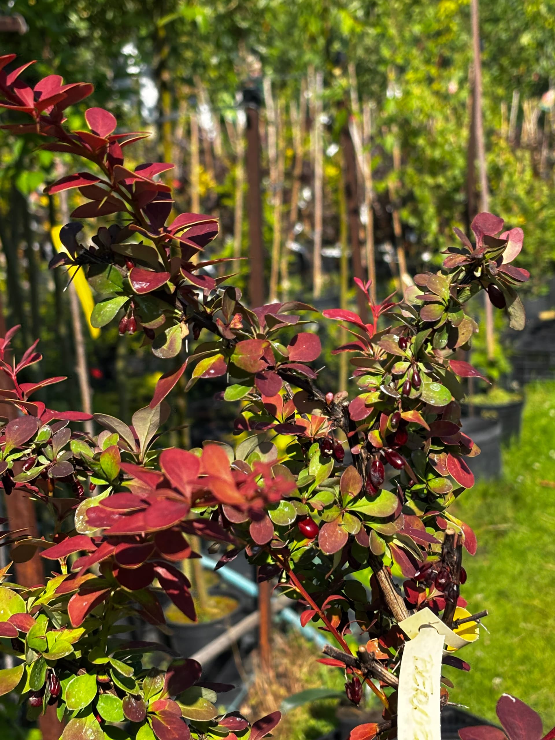 Berberys Thunberga 'Golden Ring' na pniu (Berberis thunbergii 'Golden Ring' (forma na pniu)) — Berberysy najwyższej jakości od Verdory, zdjęcie 3