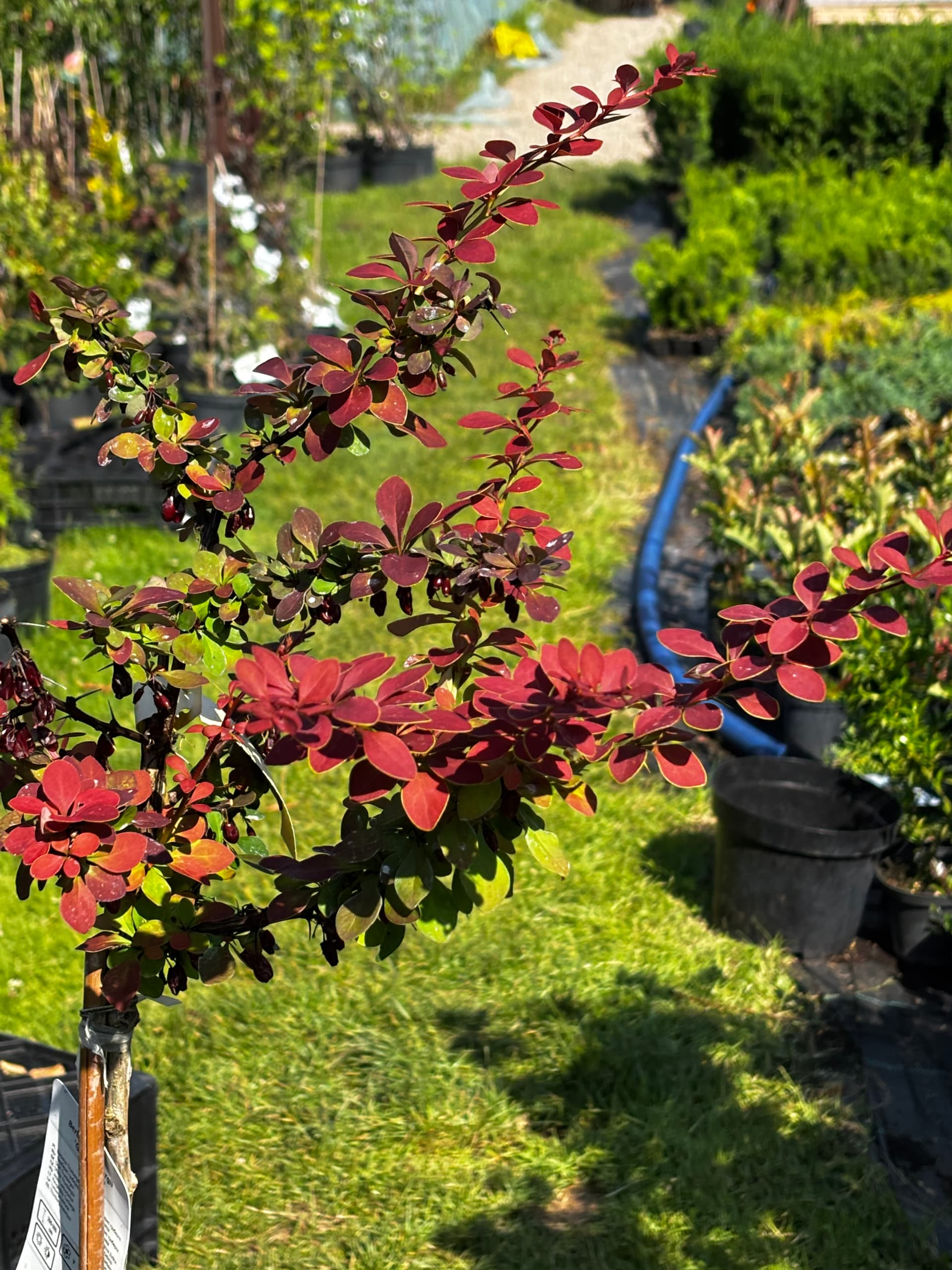 Berberys Thunberga 'Golden Ring' na pniu (Berberis thunbergii 'Golden Ring' (forma na pniu)) — Berberysy najwyższej jakości od Verdory, zdjęcie 4