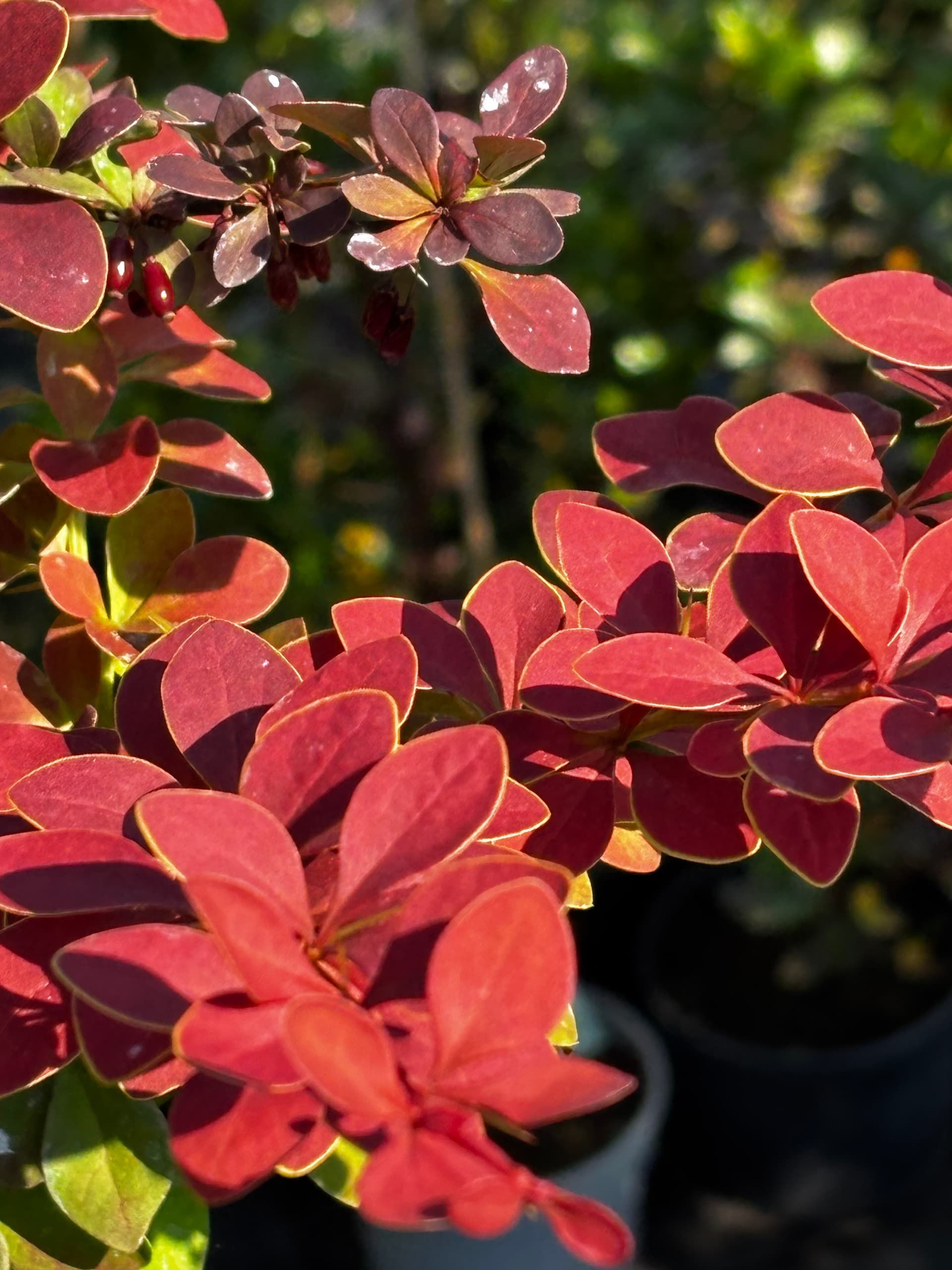Berberys Thunberga 'Golden Ring' na pniu (Berberis thunbergii 'Golden Ring' (forma na pniu)) — Berberysy najwyższej jakości od Verdory, zdjęcie 5