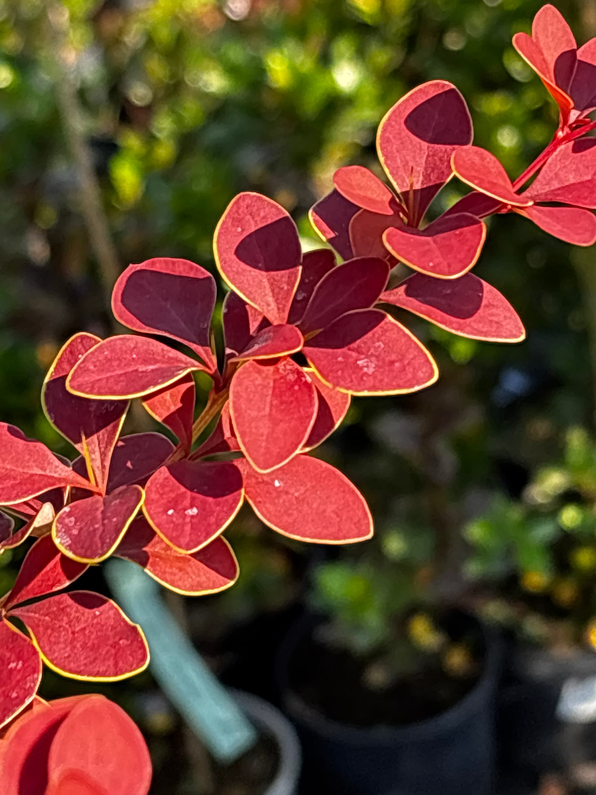 Berberys Thunberga 'Golden Ring' na pniu (Berberis thunbergii 'Golden Ring' (forma na pniu)) — Berberysy najwyższej jakości od Verdory, zdjęcie 6