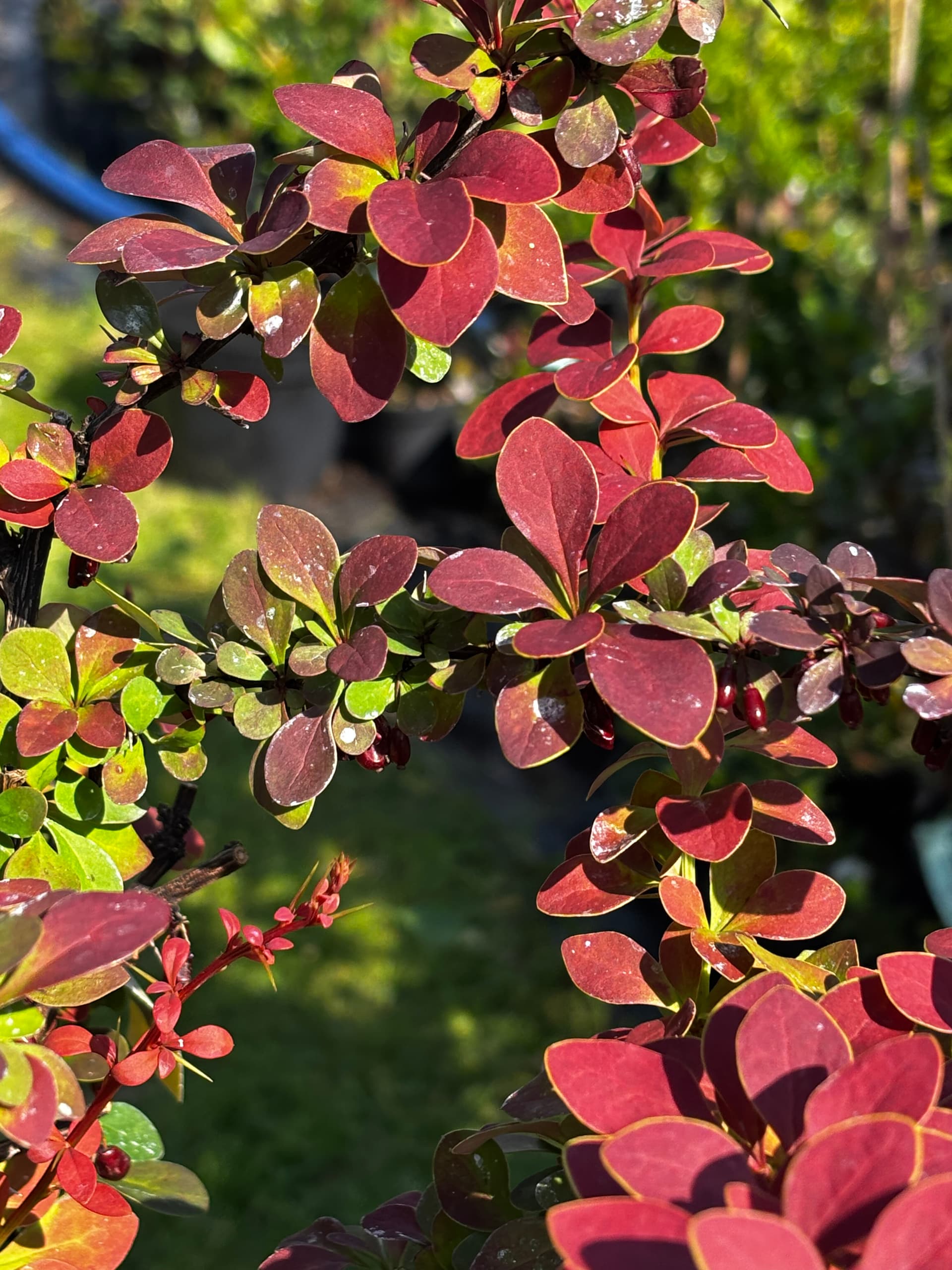 Berberys Thunberga 'Golden Ring' na pniu (Berberis thunbergii 'Golden Ring' (forma na pniu)) — Berberysy najwyższej jakości od Verdory, zdjęcie 7