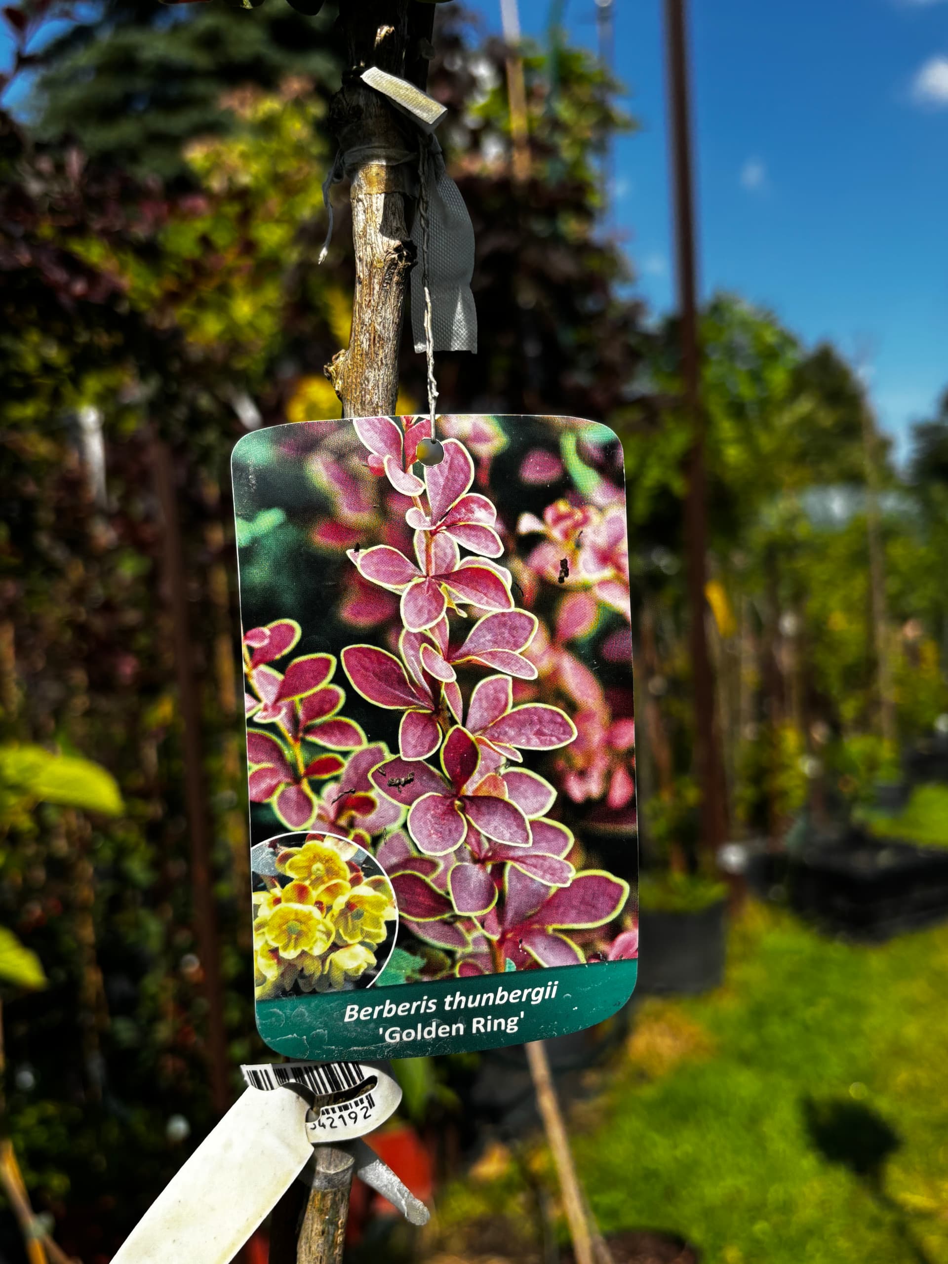 Berberys Thunberga 'Golden Ring' na pniu (Berberis thunbergii 'Golden Ring' (forma na pniu)) — Berberysy najwyższej jakości od Verdory, zdjęcie 8