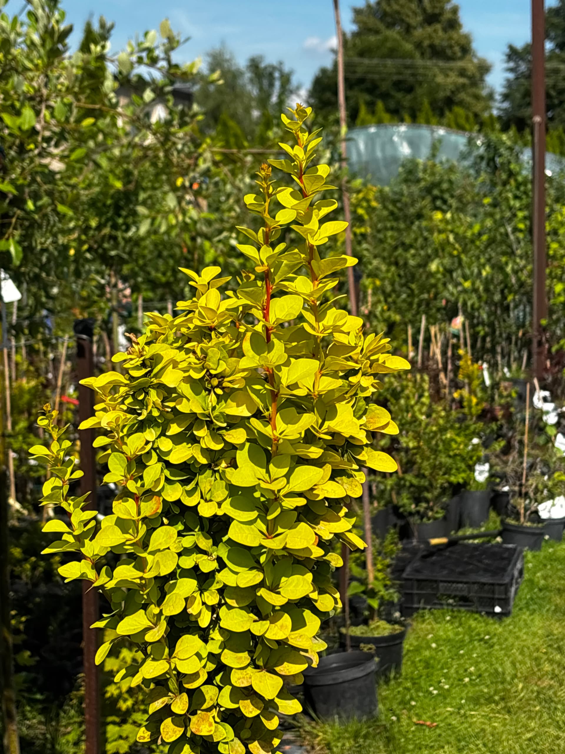 Berberys Thunberga 'Maria' na pniu (Berberis thunbergii 'Maria' (PBR, forma na pniu)) — Berberysy najwyższej jakości od Verdory, zdjęcie 1