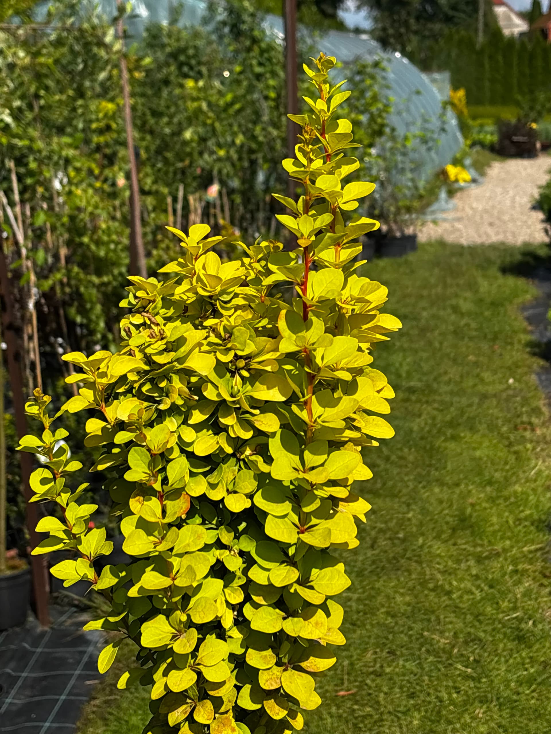 Berberys Thunberga 'Maria' na pniu (Berberis thunbergii 'Maria' (PBR, forma na pniu)) — Berberysy najwyższej jakości od Verdory, zdjęcie 2