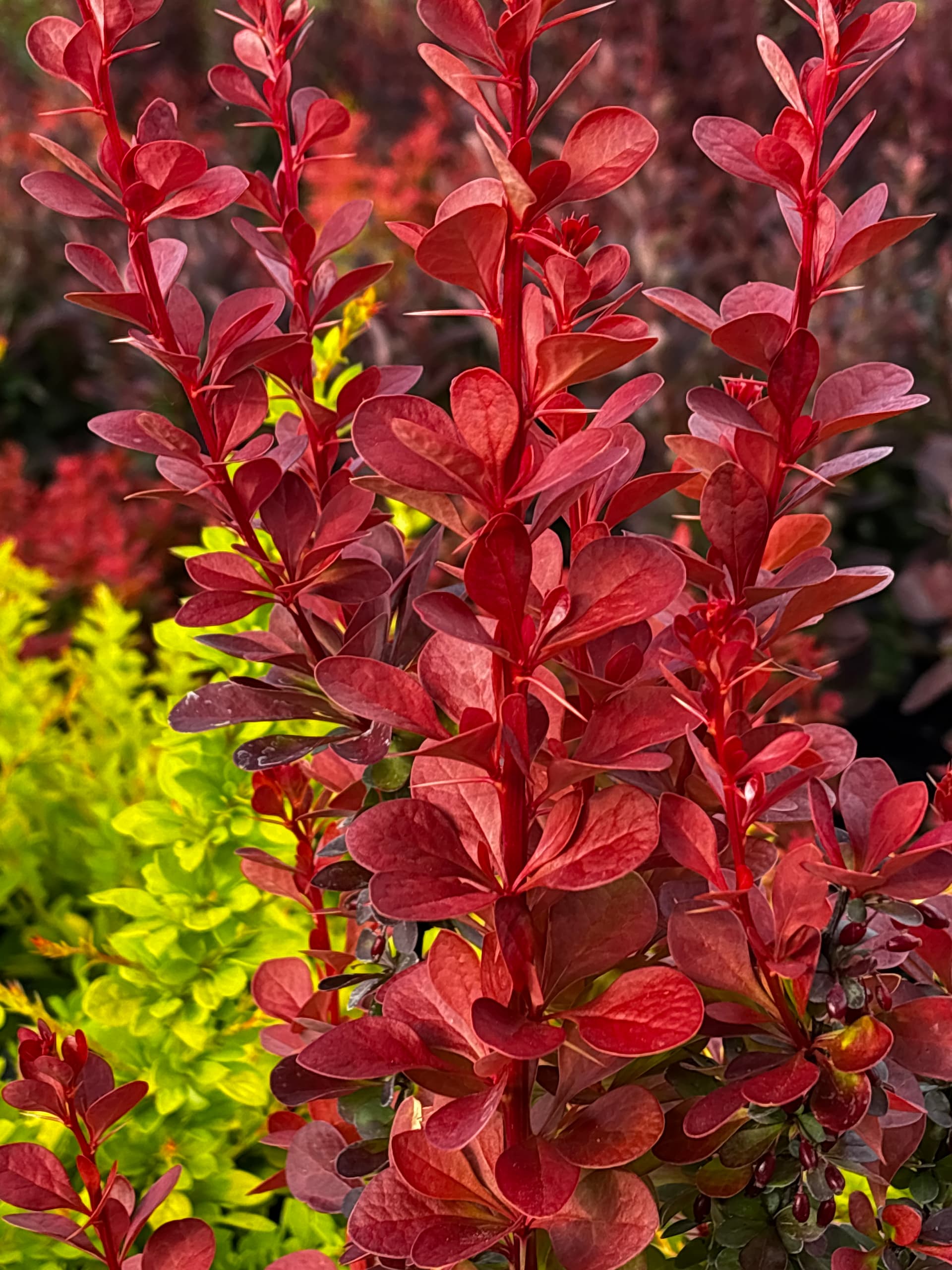Berberys Thunberga 'Volcano' (Berberis thunbergii 'Volcano' (PBR)) — Berberysy najwyższej jakości od Verdory, zdjęcie 2