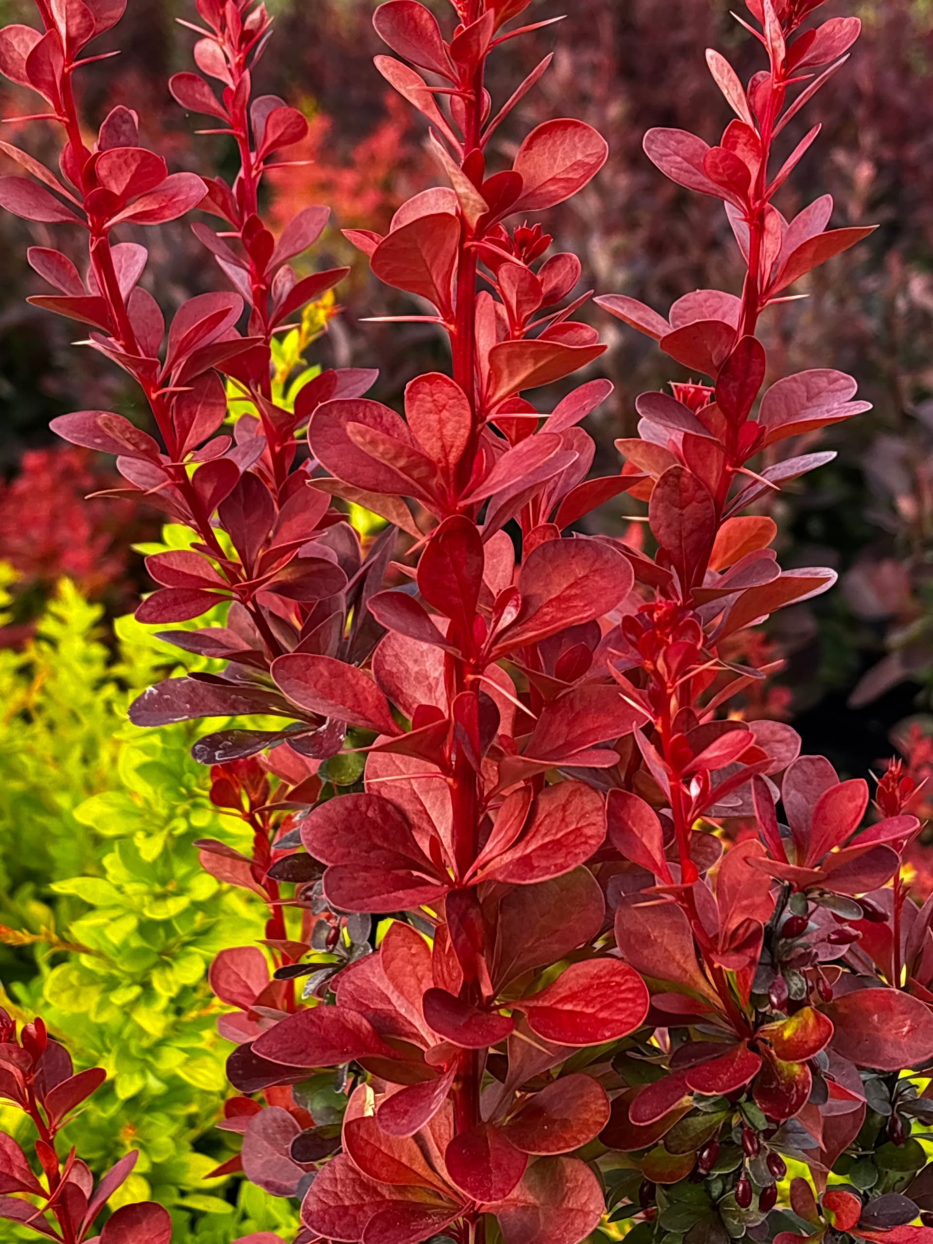 Berberys Thunberga 'Volcano' (Berberis thunbergii 'Volcano' (PBR)) — Berberysy najwyższej jakości od Verdory, zdjęcie 3