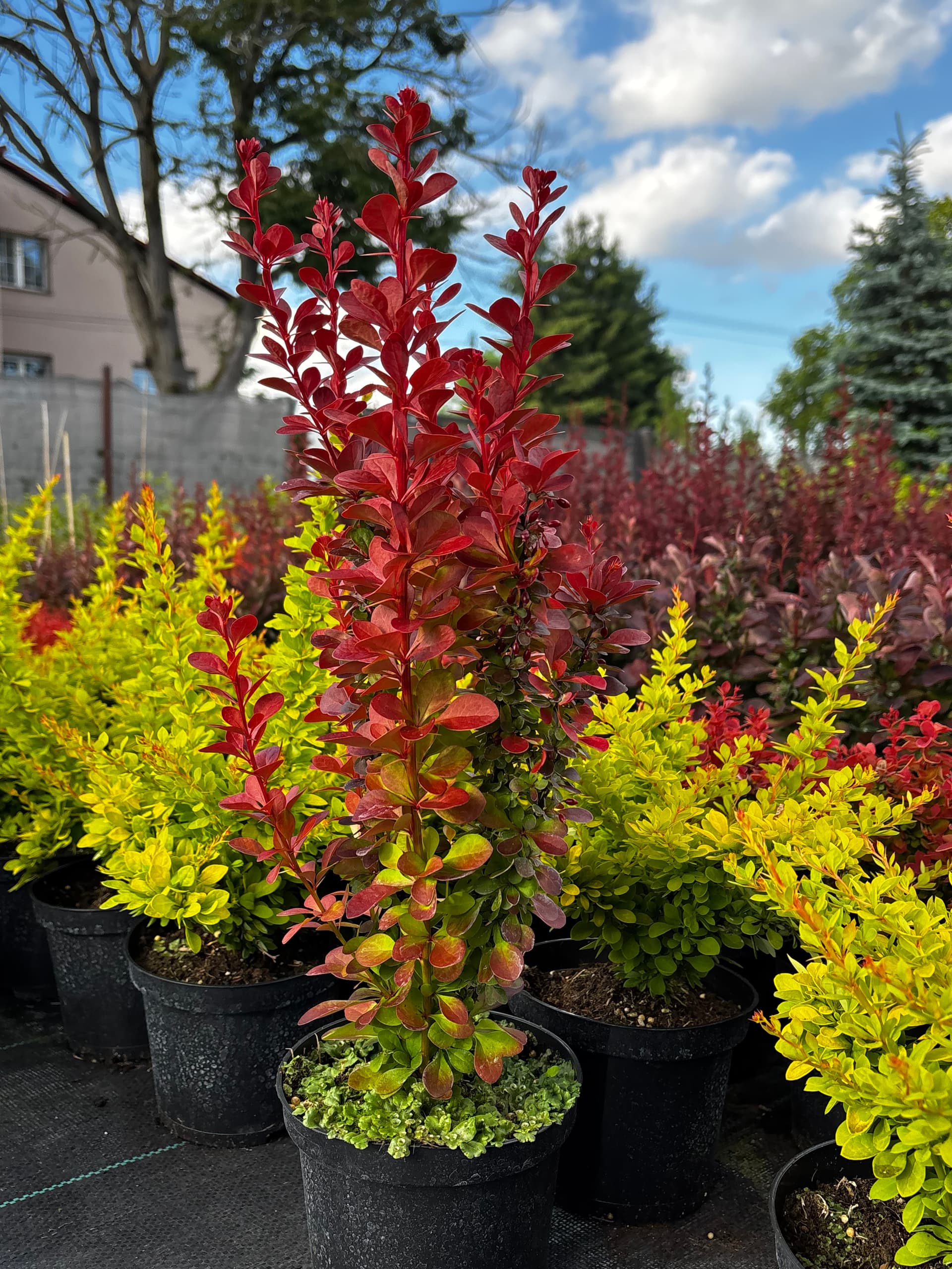 Berberys Thunberga 'Volcano' (Berberis thunbergii 'Volcano' (PBR)) — Berberysy najwyższej jakości od Verdory, zdjęcie 1