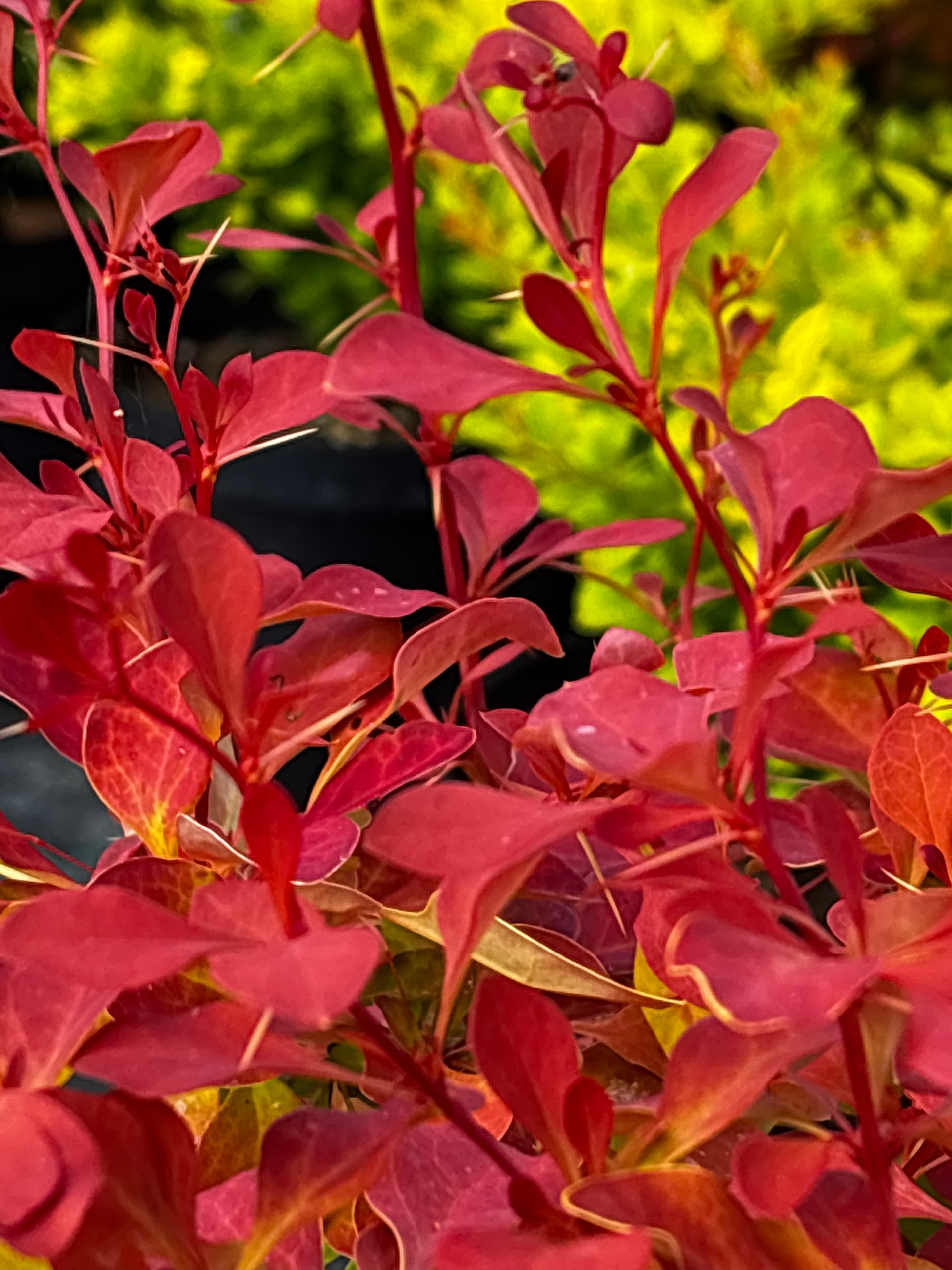 Berberys Thunberga 'Volcano' (Berberis thunbergii 'Volcano' (PBR)) — Berberysy najwyższej jakości od Verdory, zdjęcie 4