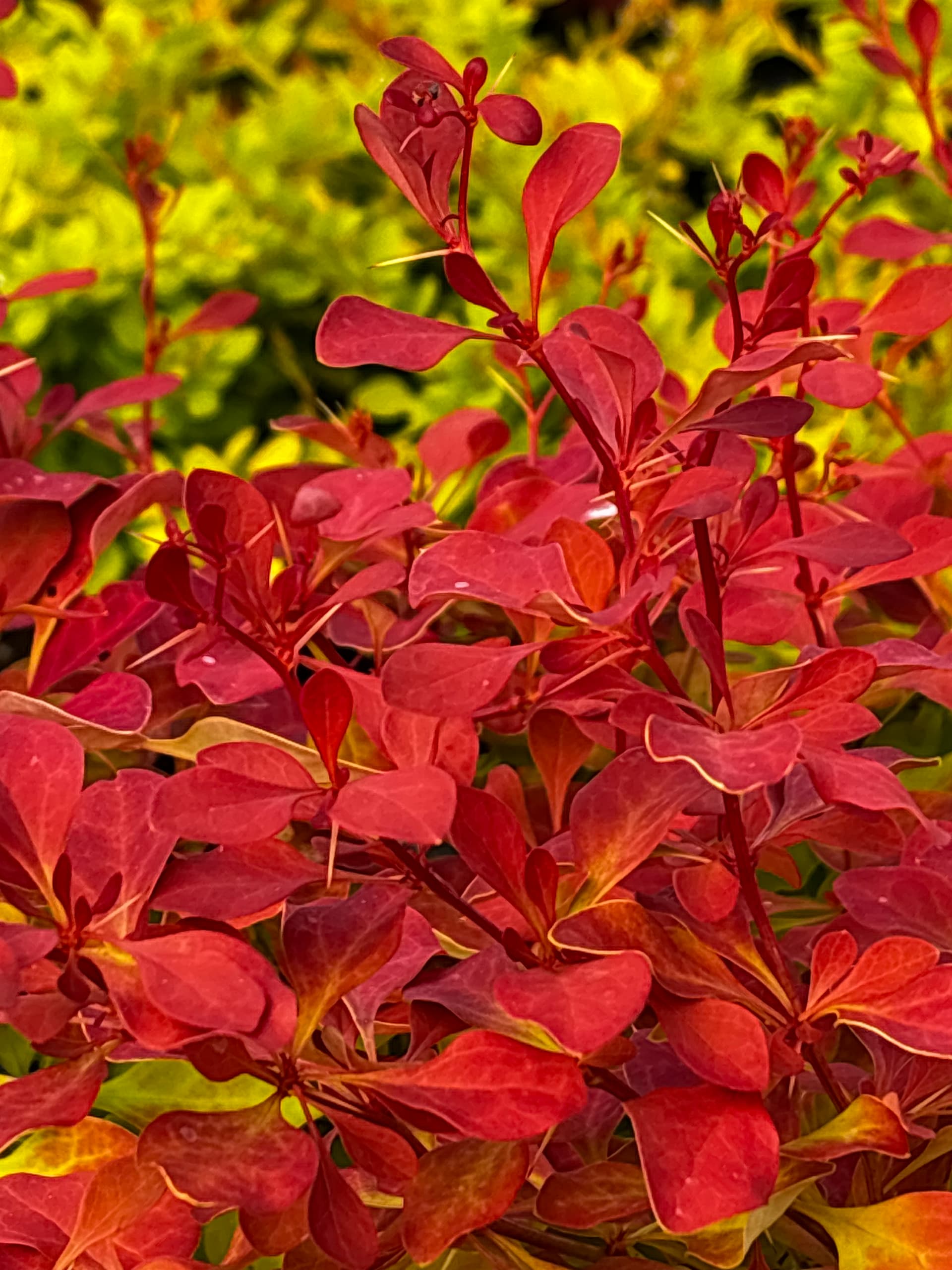 Berberys Thunberga 'Volcano' (Berberis thunbergii 'Volcano' (PBR)) — Berberysy najwyższej jakości od Verdory, zdjęcie 5