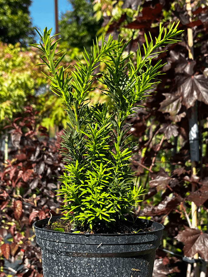 Cis pośredni 'Hicksii'