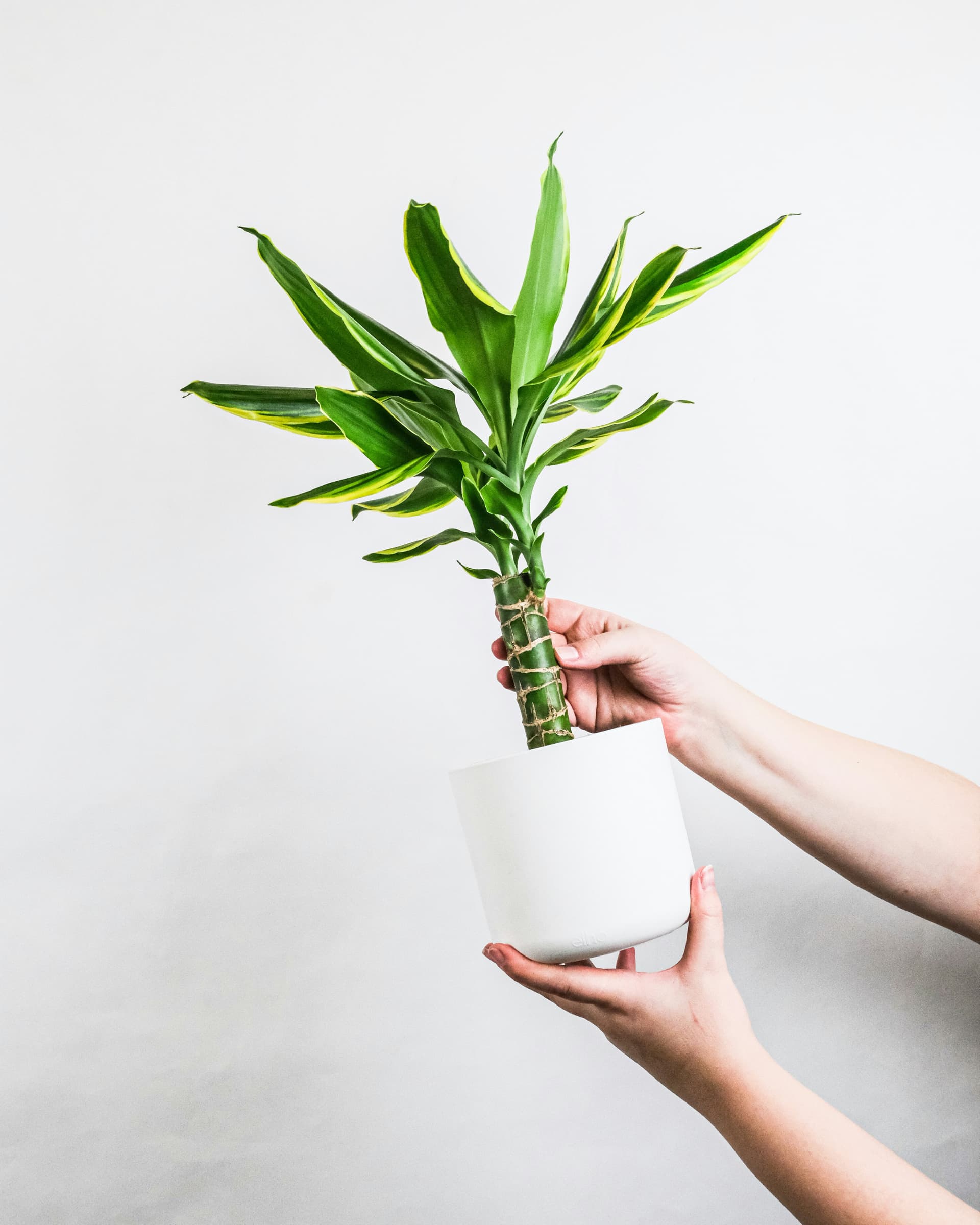 Dracena 'Lemon Lime' (Dracaena fragrans 'Lemon Lime') — Rośliny zielone najwyższej jakości od Verdory, zdjęcie 1
